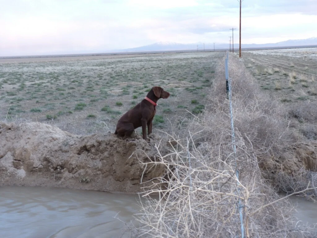 bullhead-hunting-club-bird-hunt-dog-fence.jpg