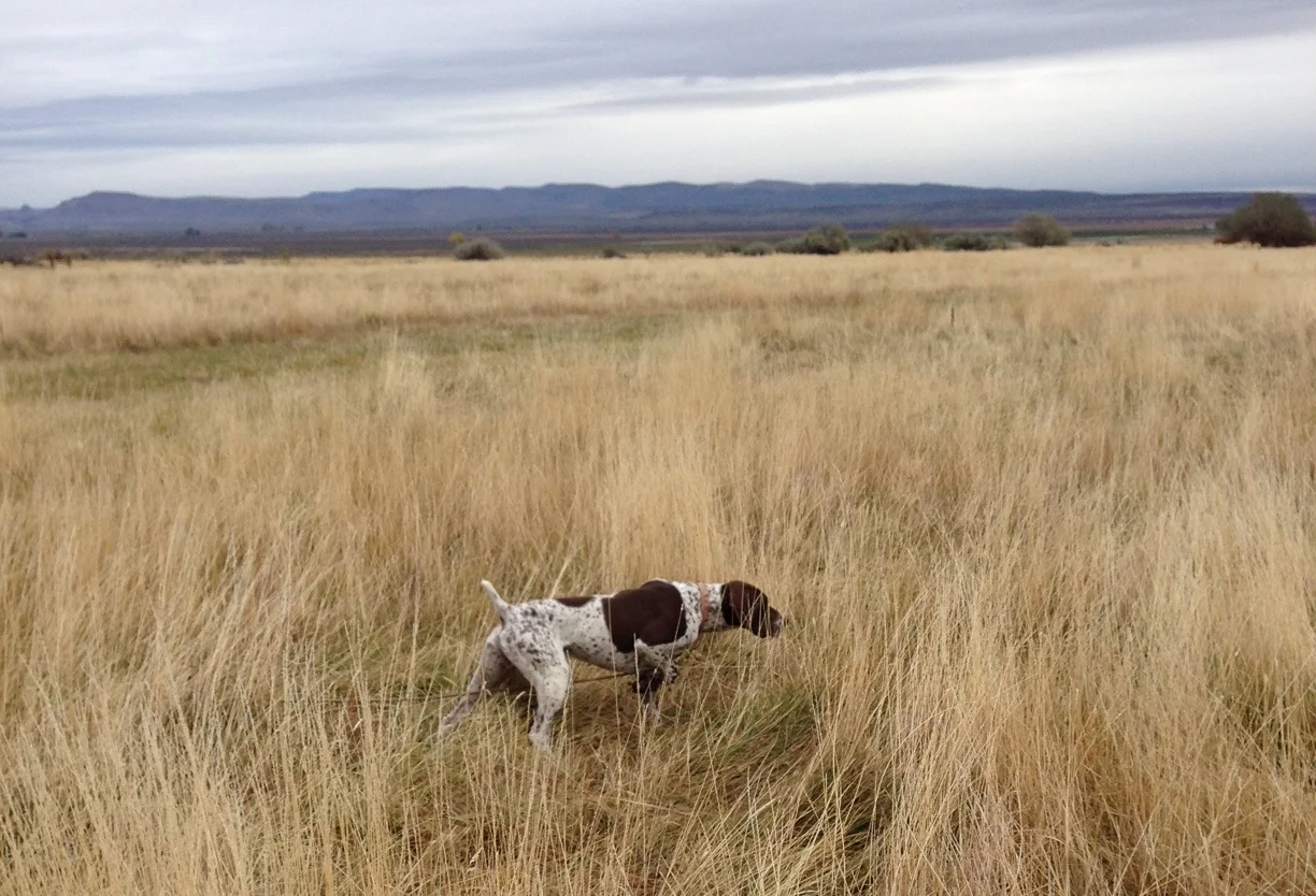 bullhead dog on point.jpg