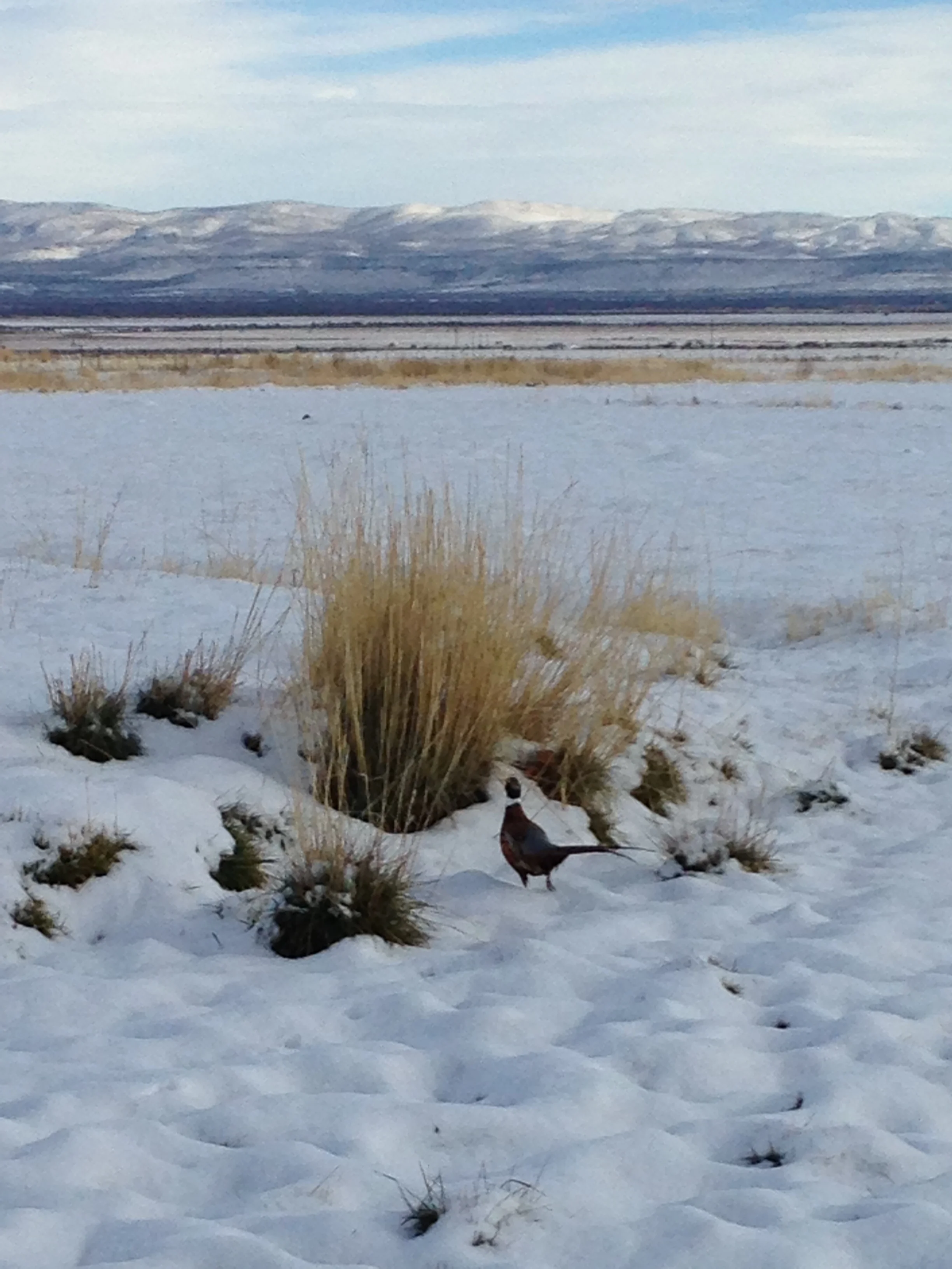 hunt club i phone pics 006.JPG