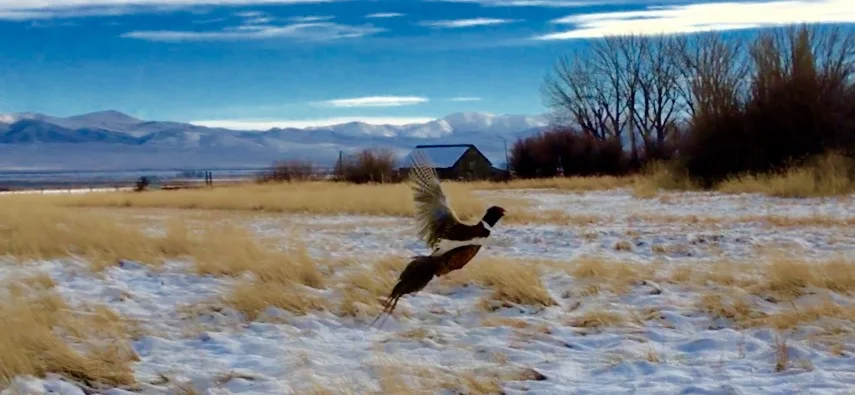 hunt club i phone pics 014.JPG