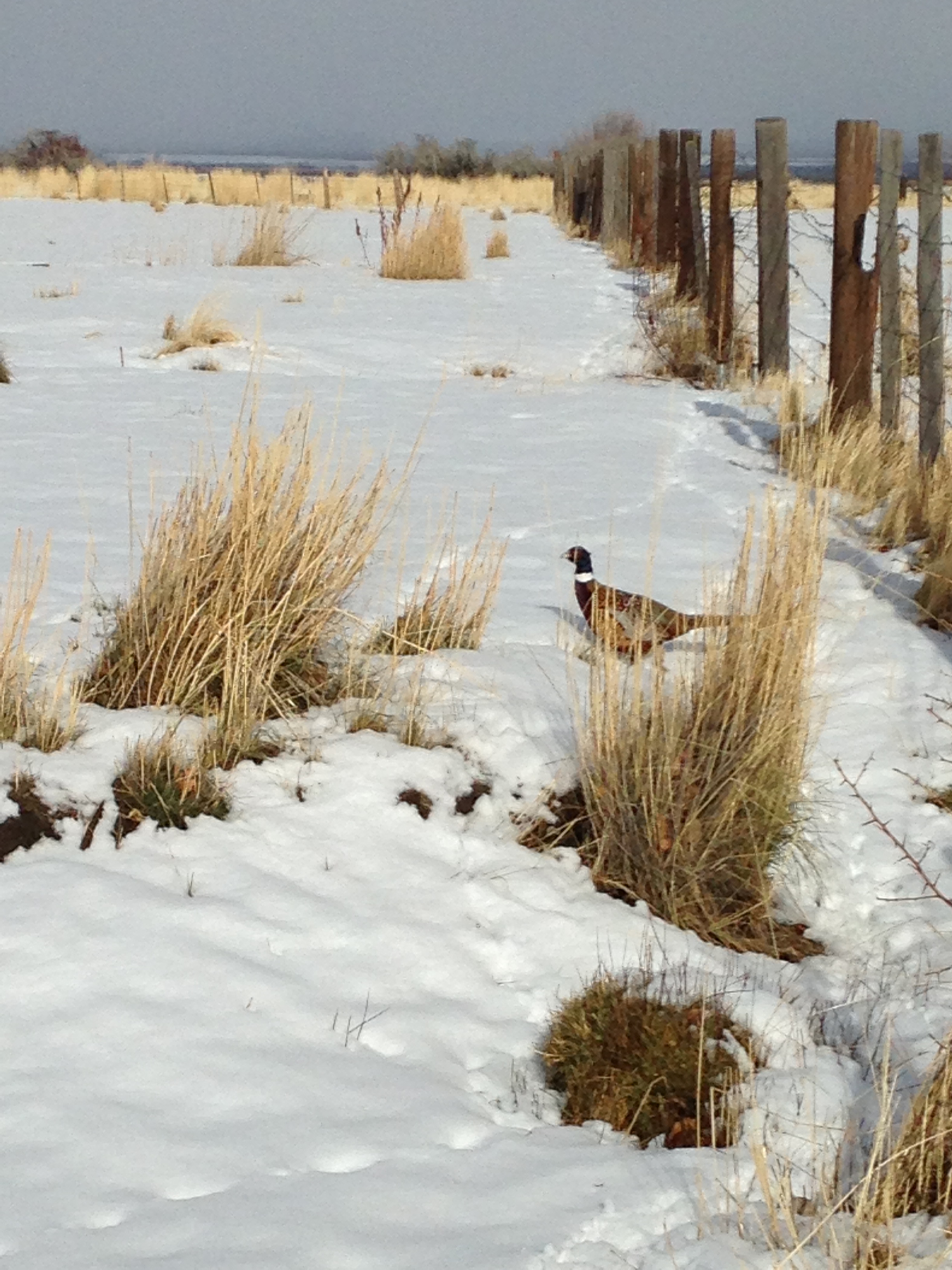 hunt club i phone pics 021.JPG