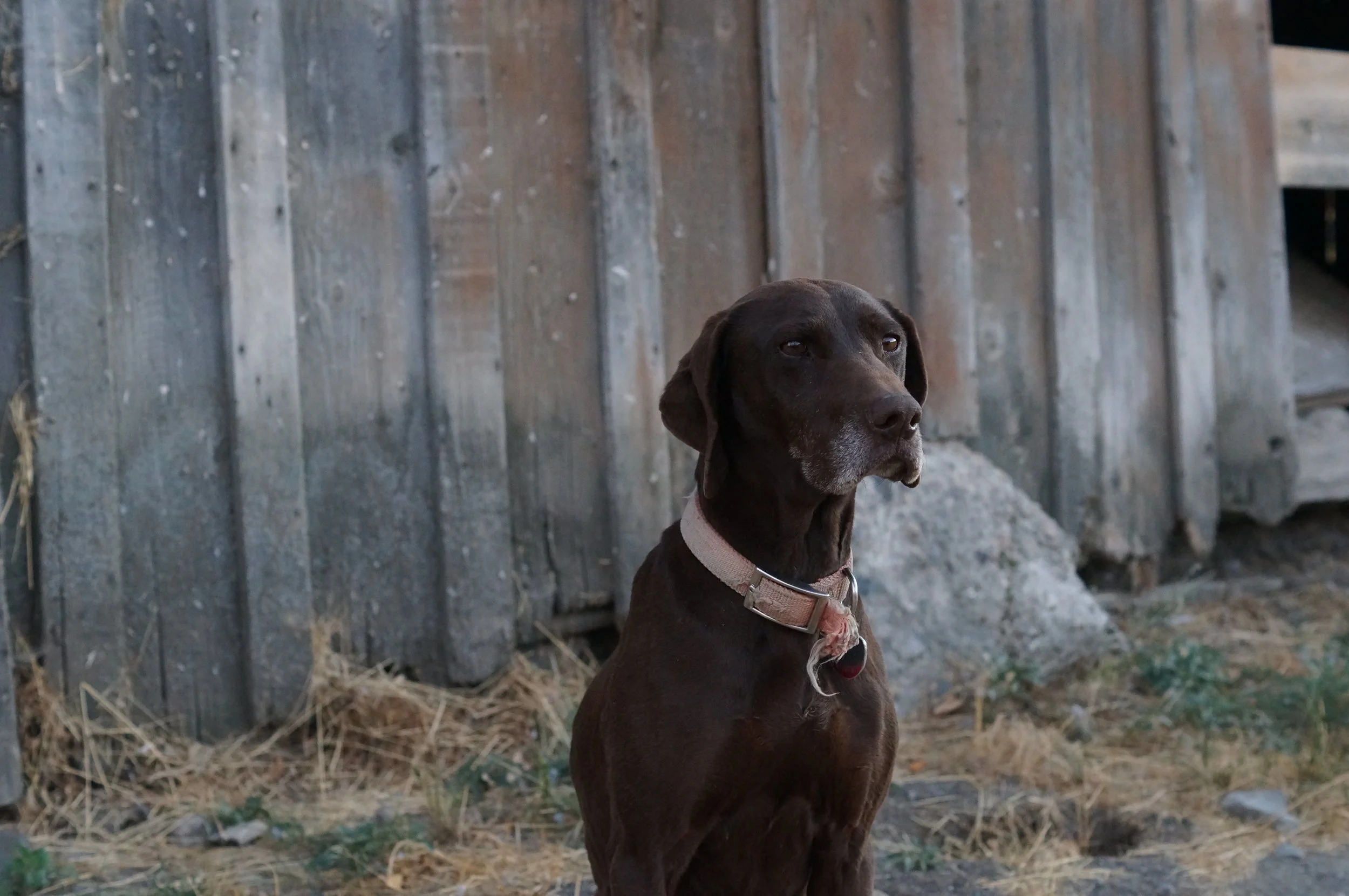 hunting pics 2016 and twins 090.JPG