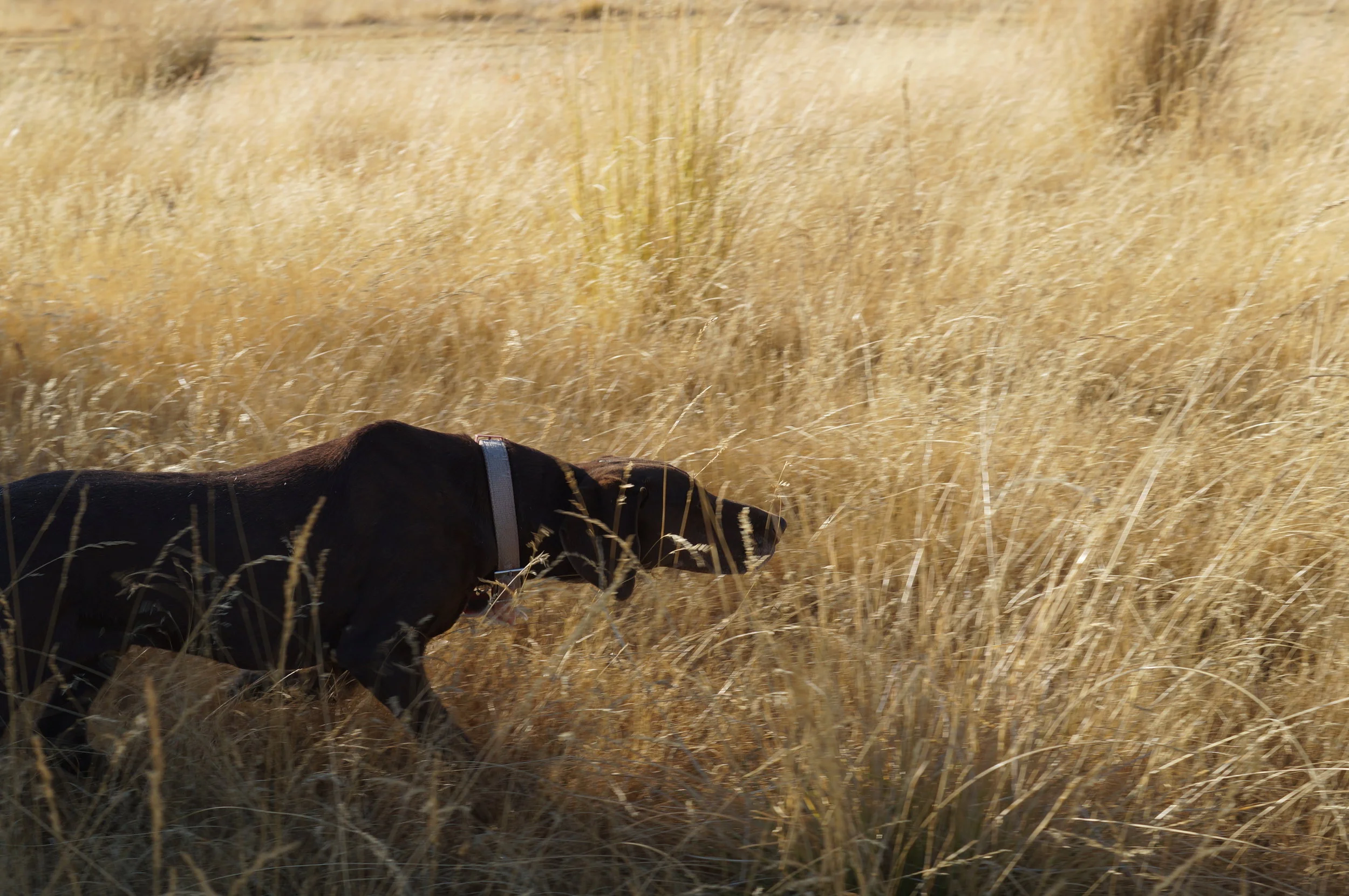 hunting pics 2016 and twins 192.JPG