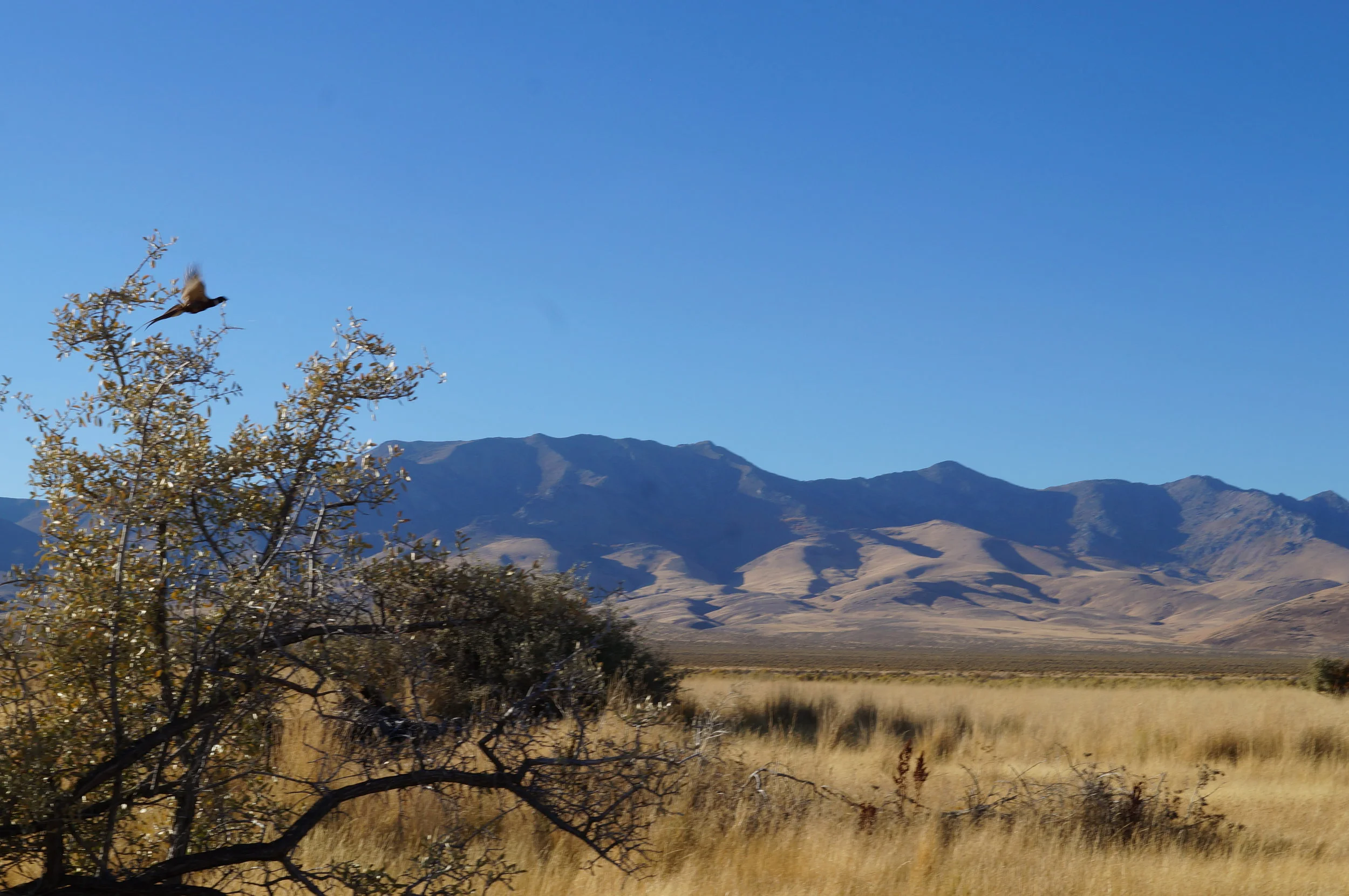 hunting pics 2016 and twins 203.JPG