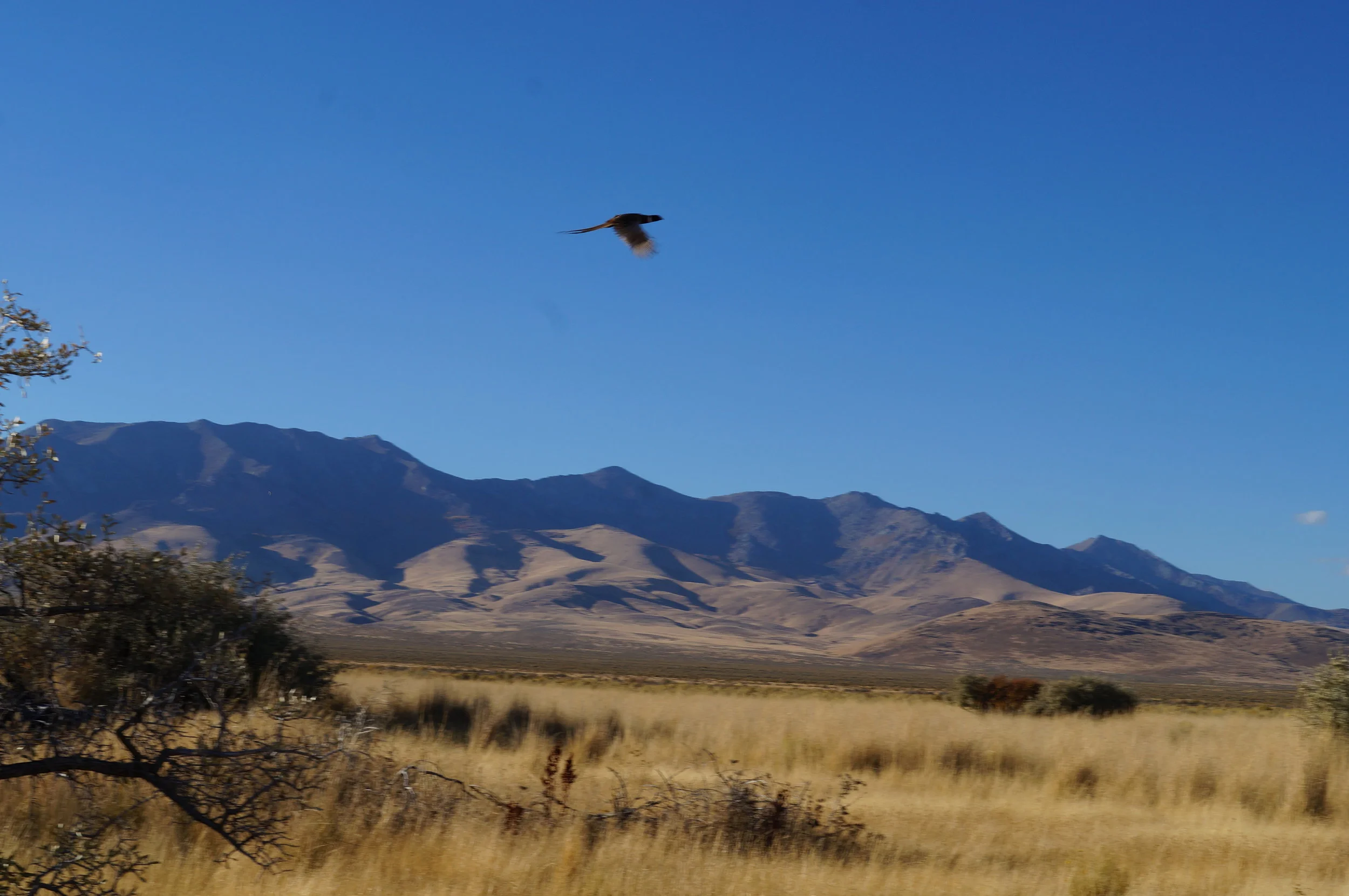 hunting pics 2016 and twins 204.JPG