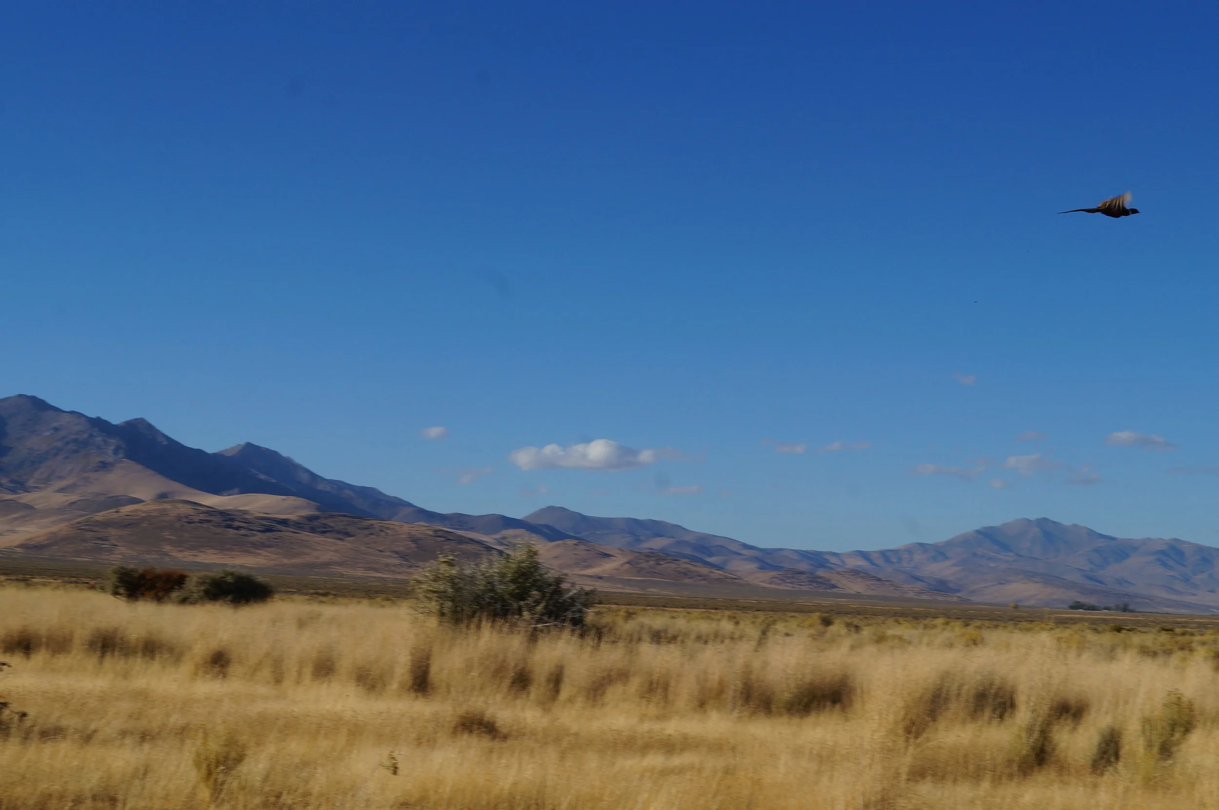 hunting pics 2016 and twins 205.JPG