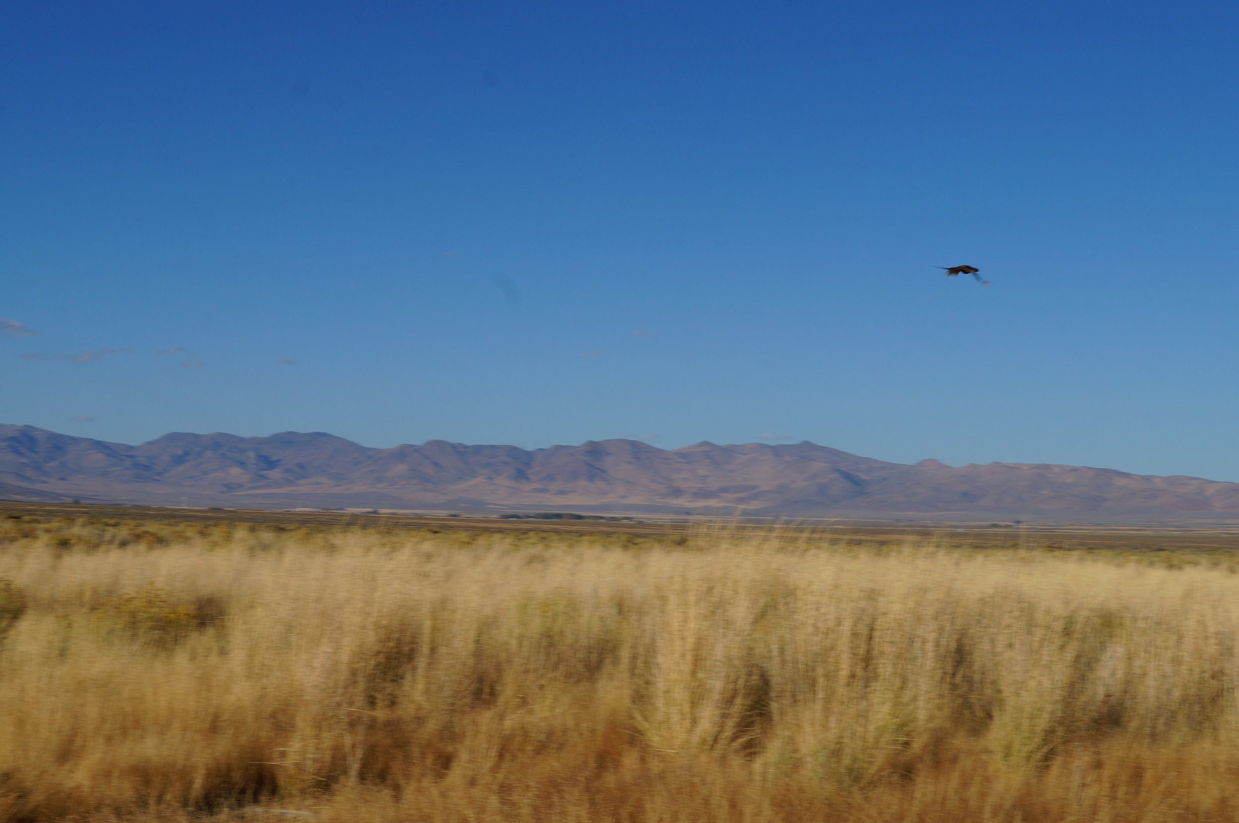 hunting pics 2016 and twins 206.JPG