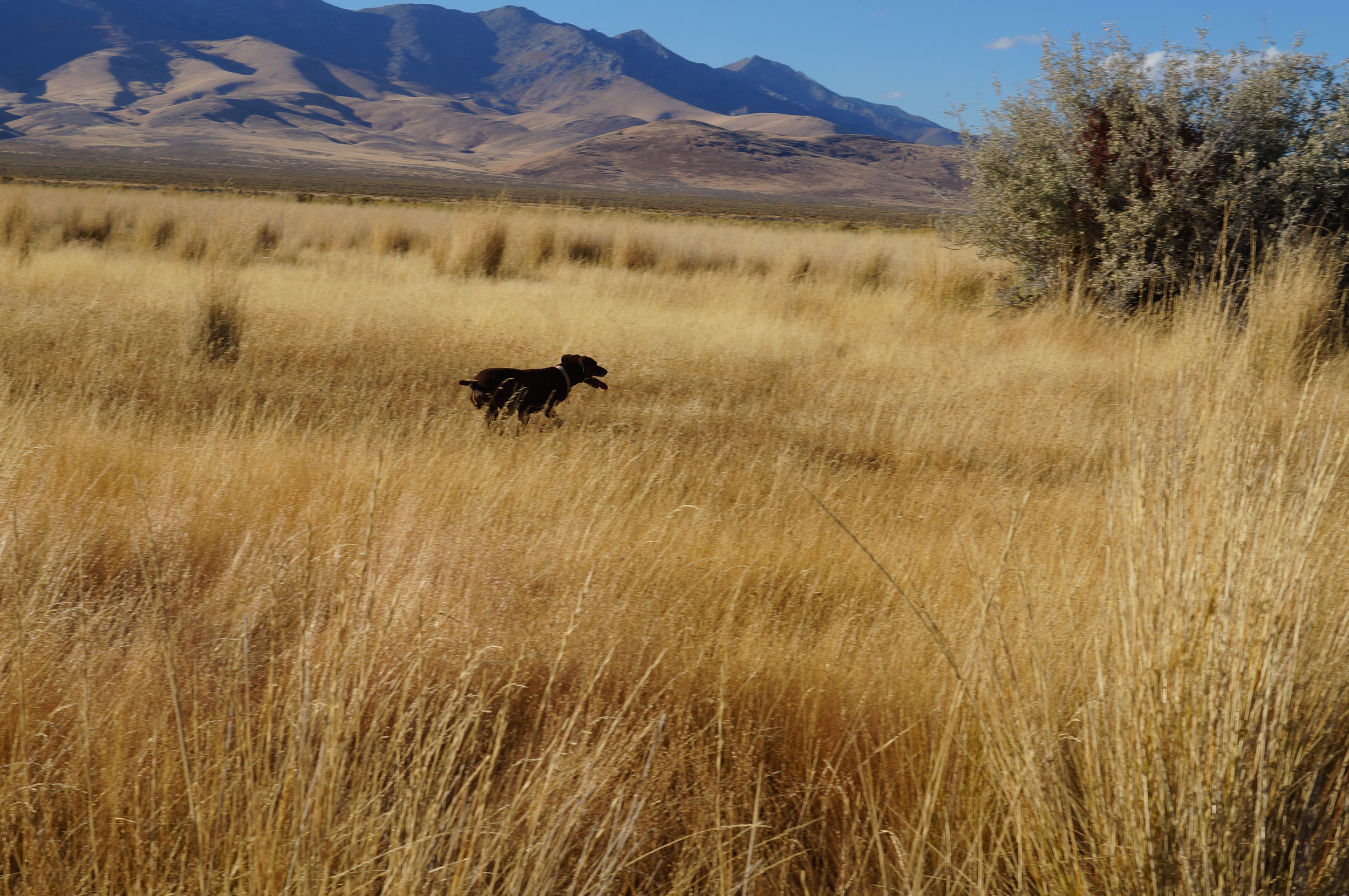 hunting pics 2016 and twins 222.JPG