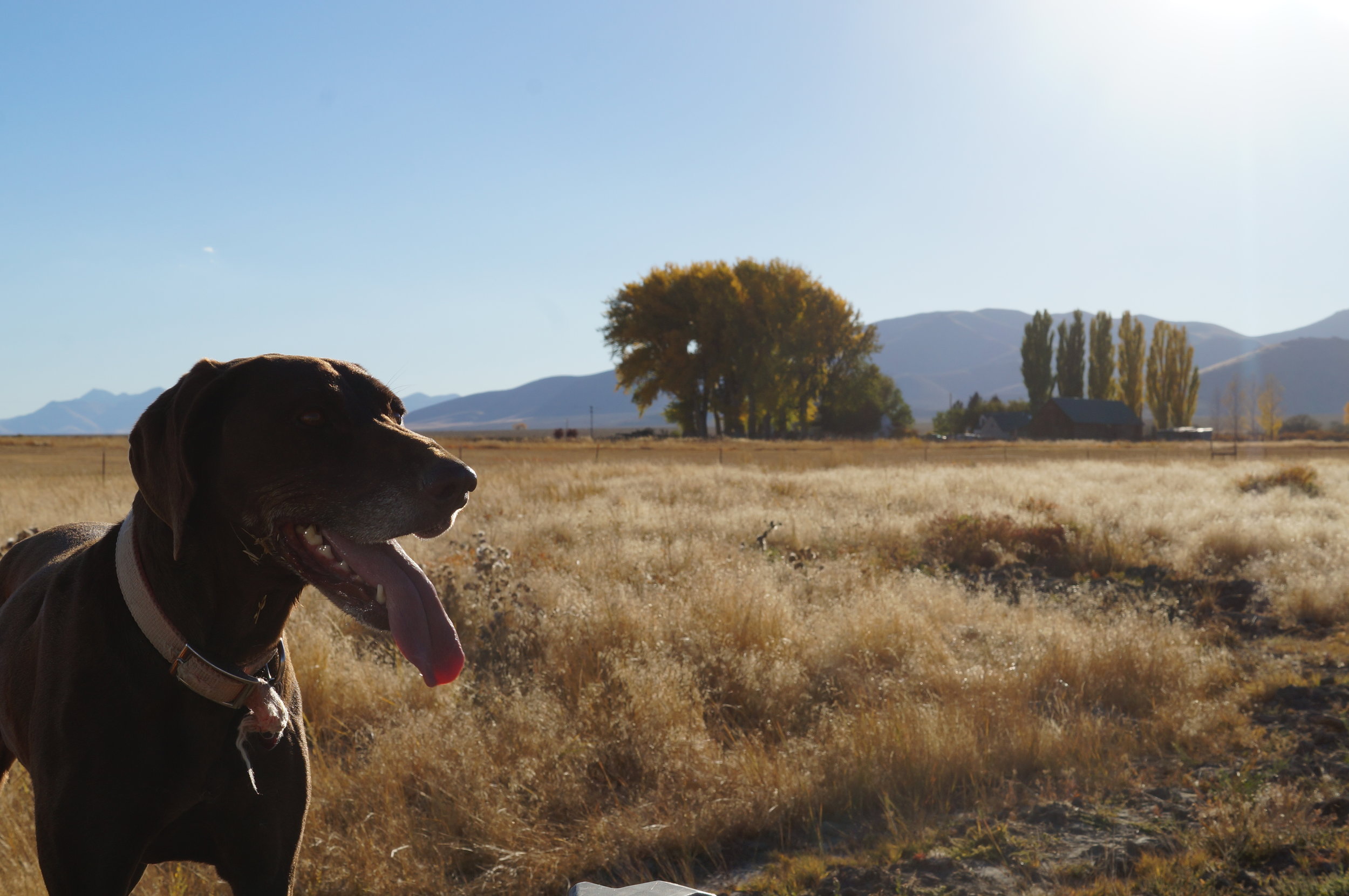 hunting pics 2016 and twins 279.JPG