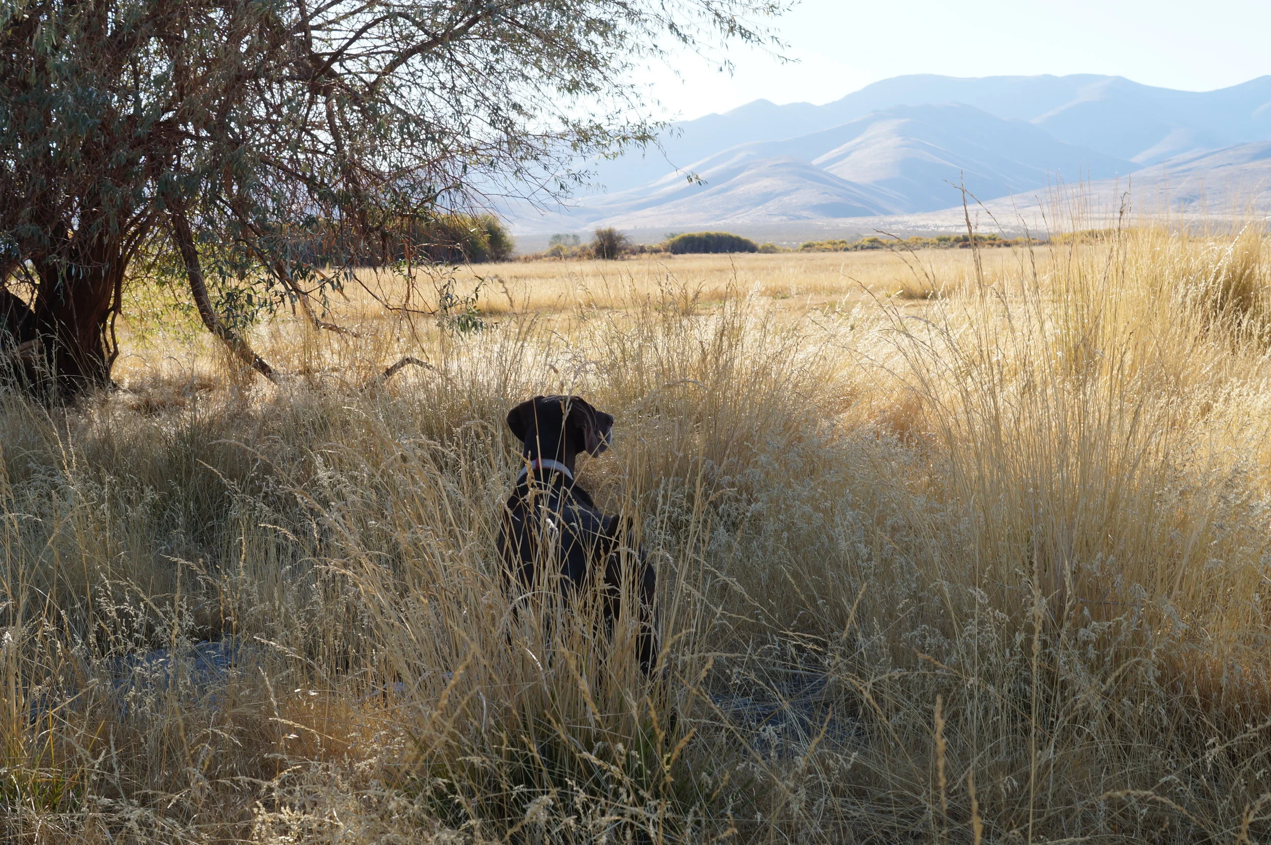 hunting pics 2016 and twins 195.JPG