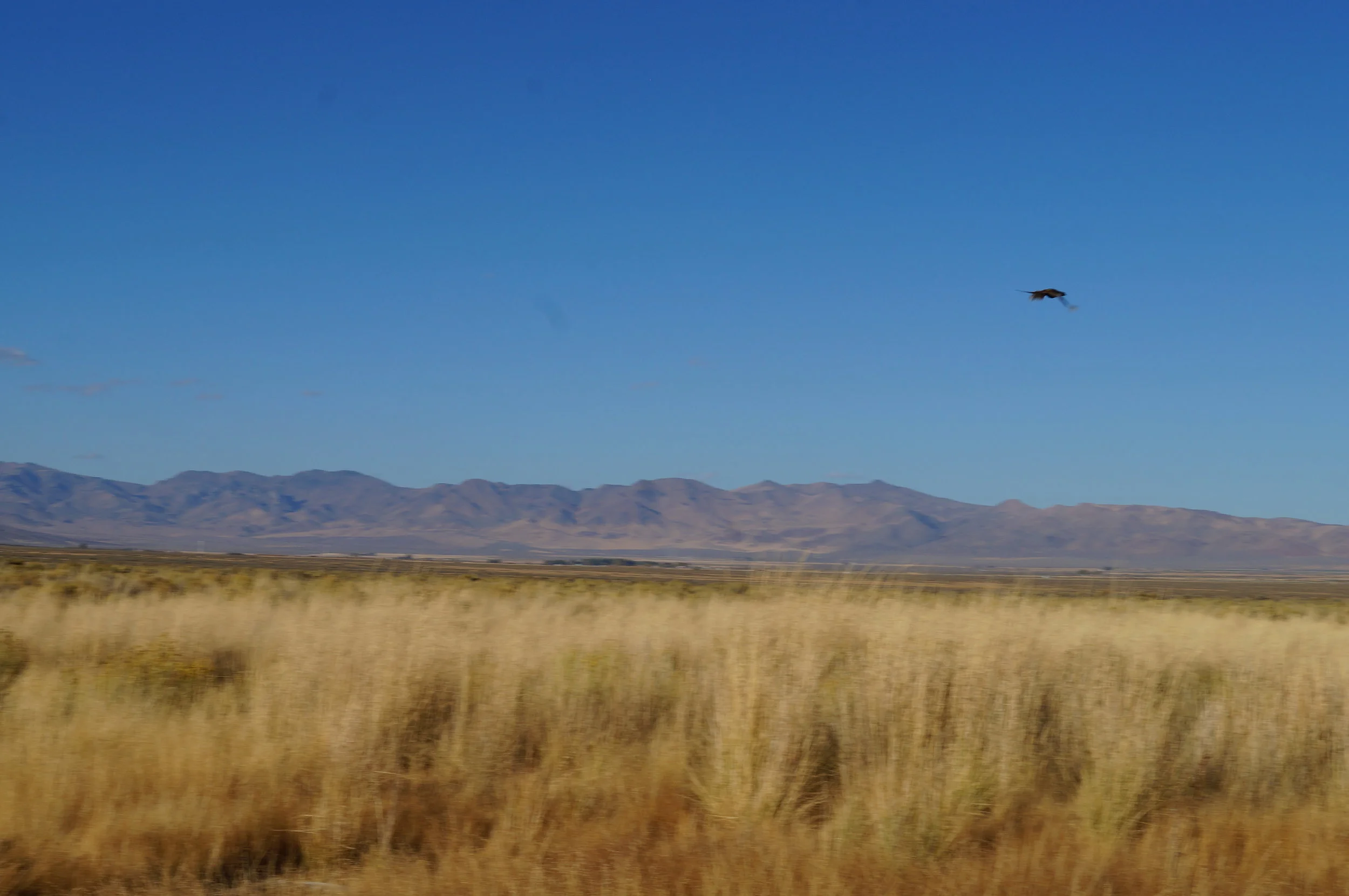 hunting pics 2016 and twins 206.JPG