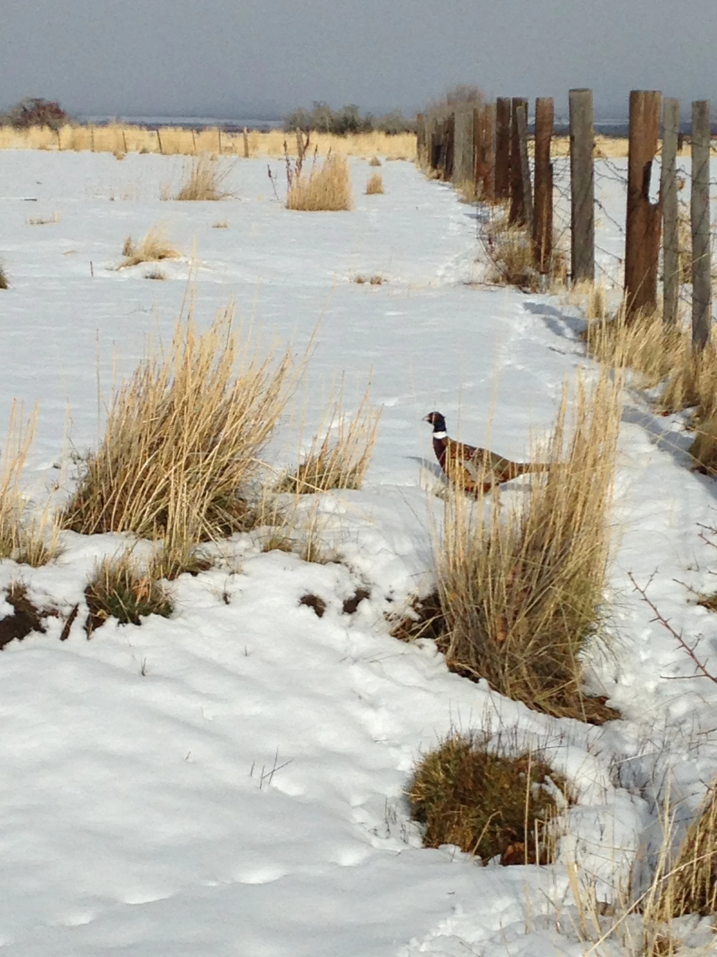 hunt club i phone pics 021.JPG