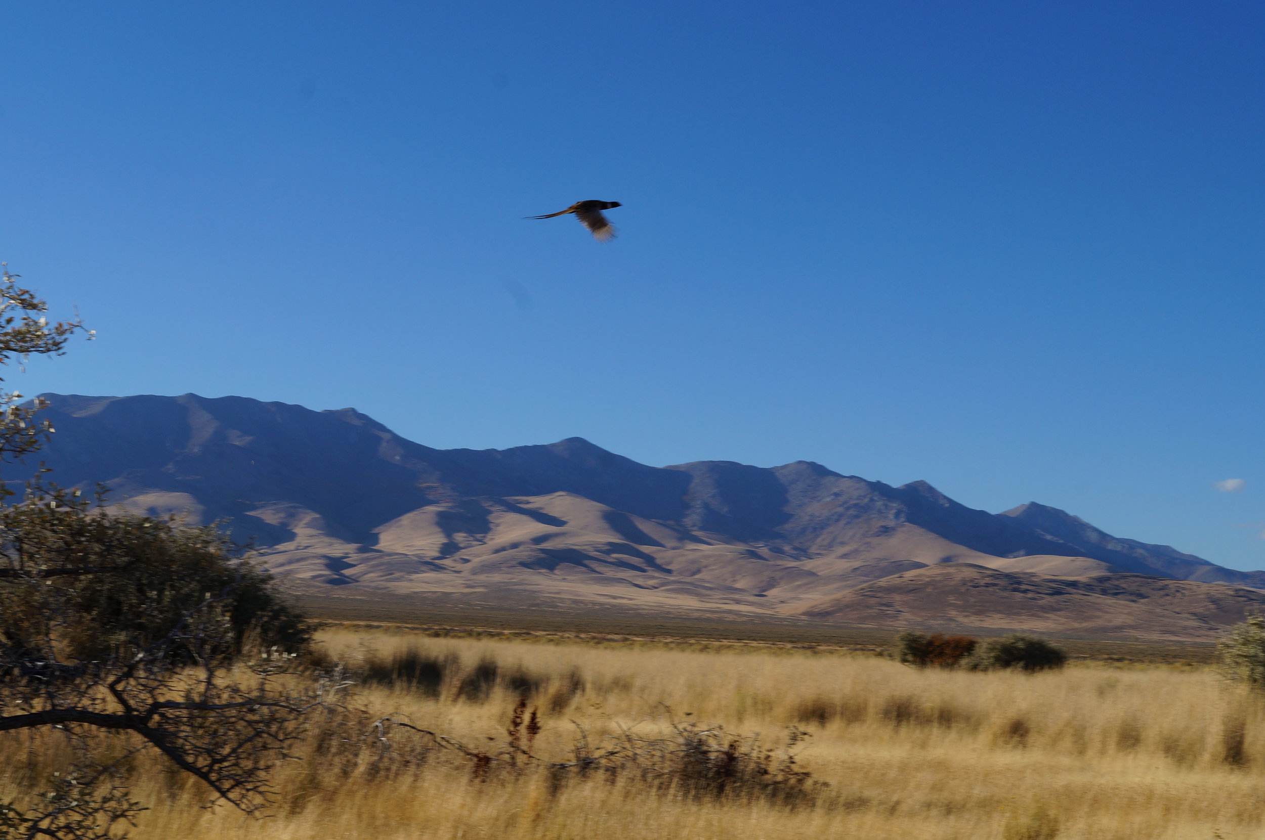 hunting pics 2016 and twins 204.JPG