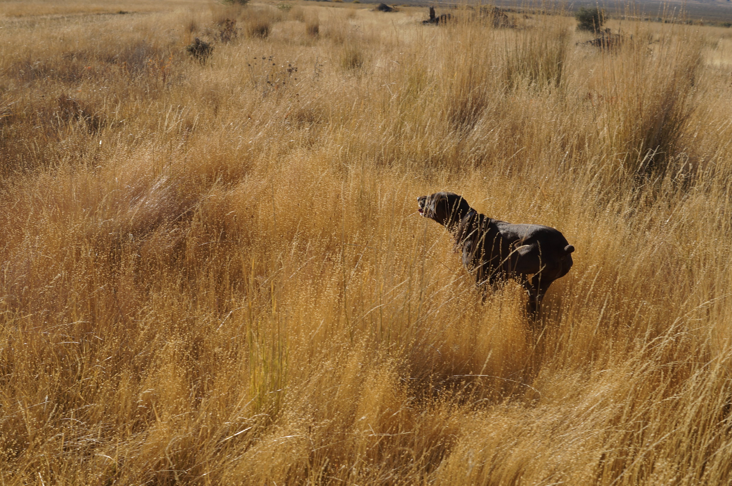 hunting pics 2016 and twins 224.JPG