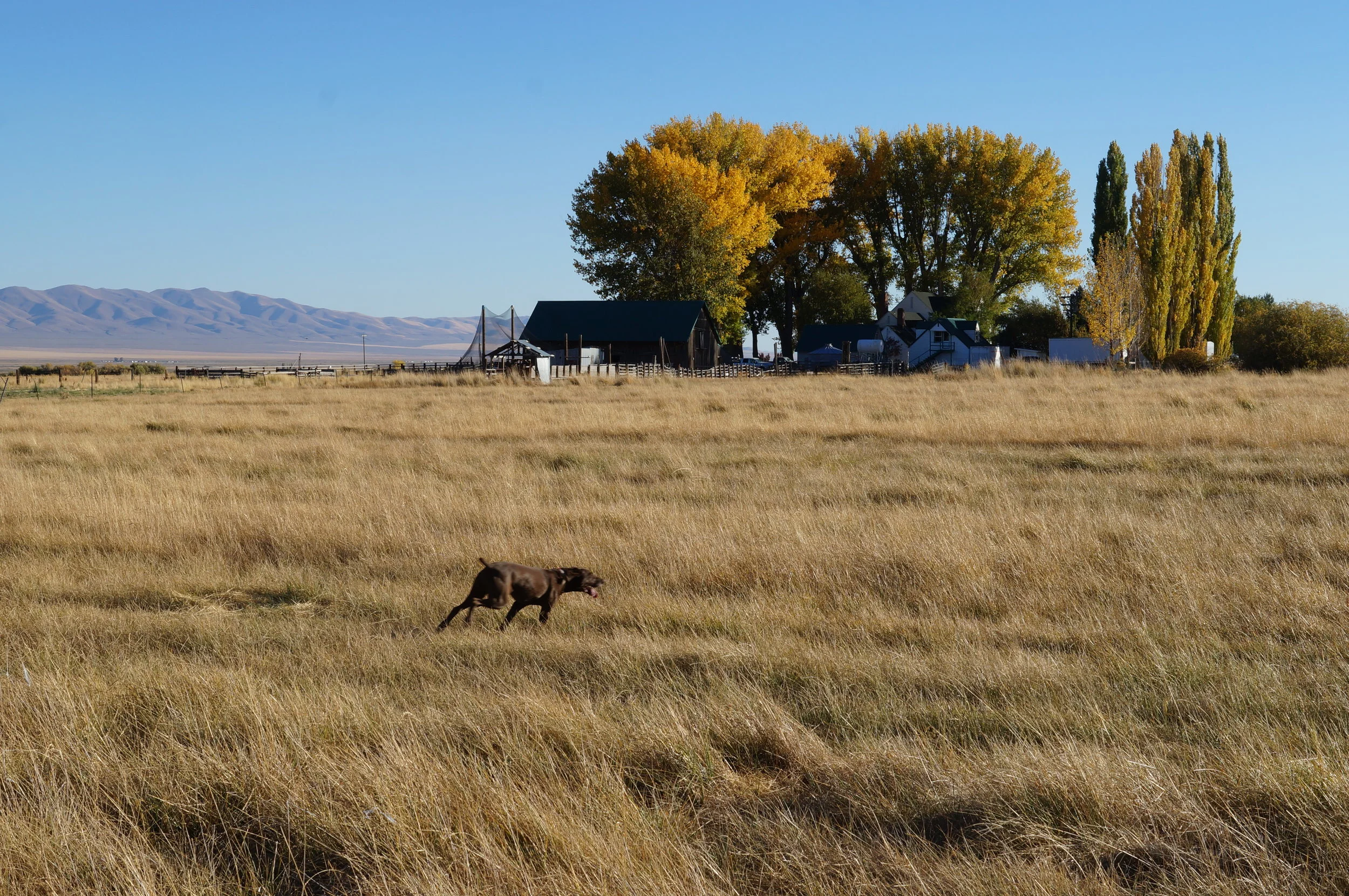 hunting pics 2016 and twins 231.JPG