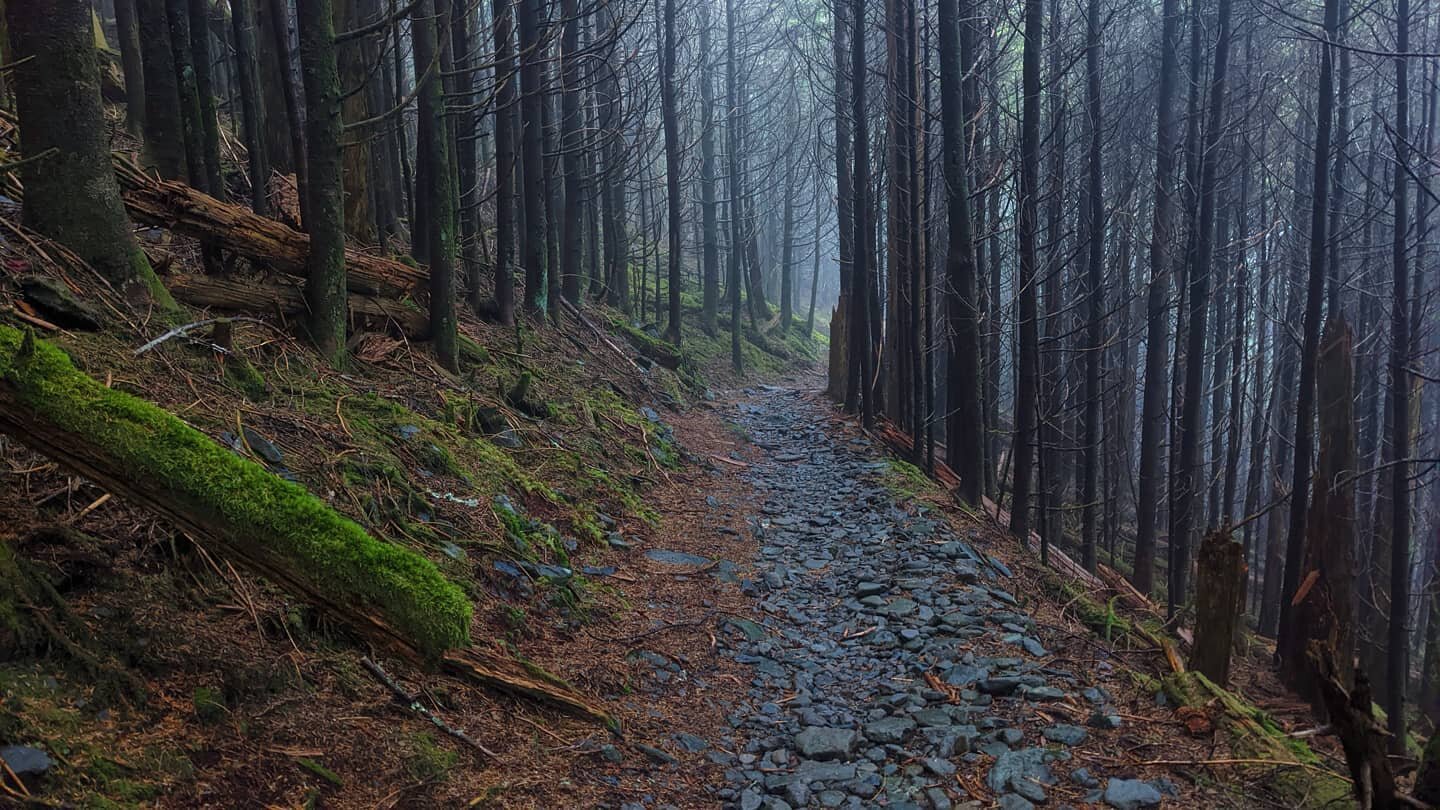 To feel small, pressed in by trees all around &ndash; what a comfortable place to be.
