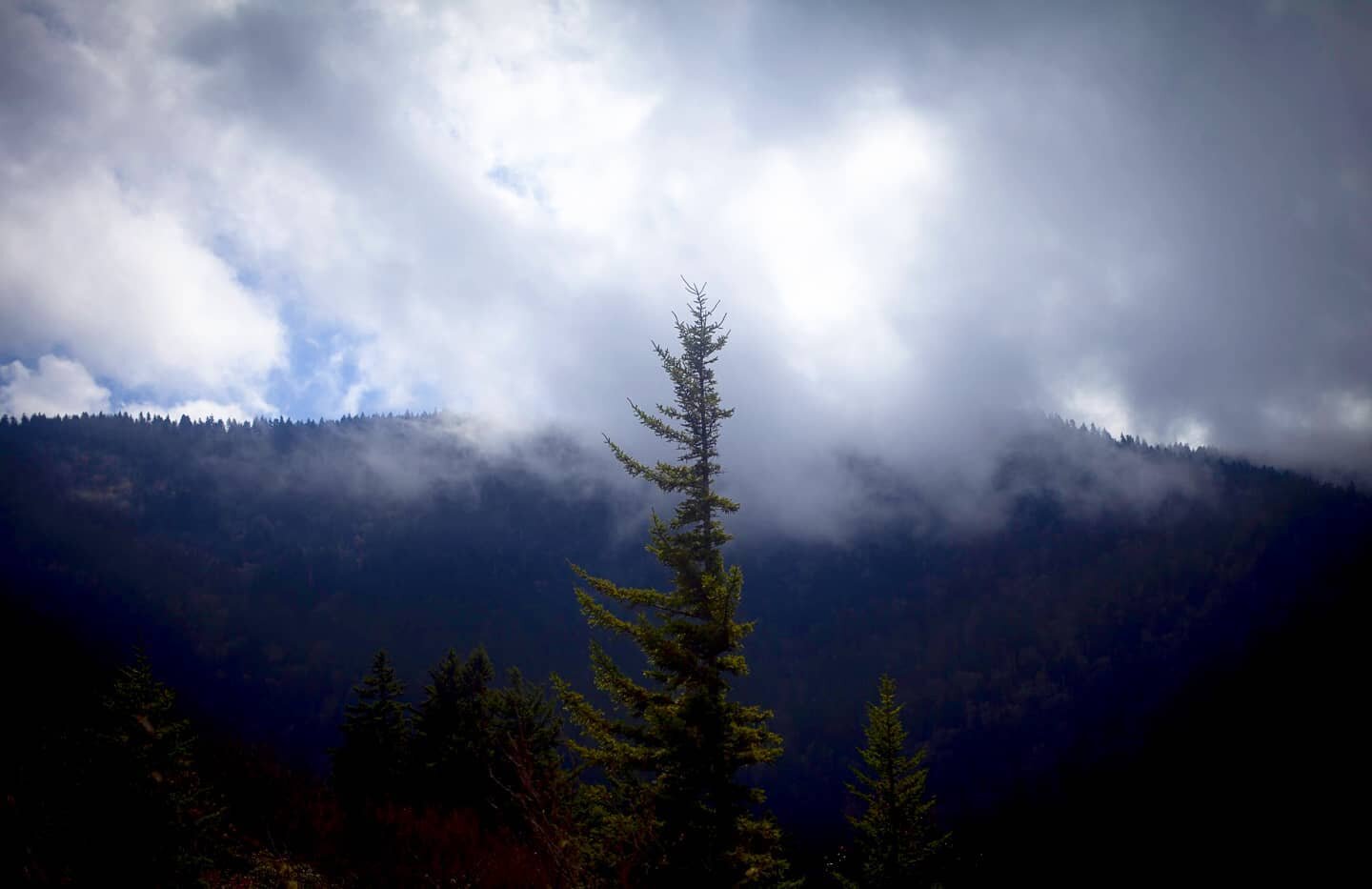 Trees have no moderation. Only upward eyes full of language. #almost