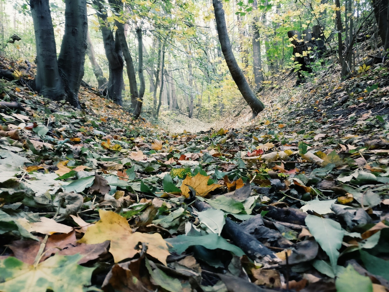 Photo by Ingo Joseph from Pexels https://www.pexels.com/photo/autumn-beautiful-color-dawn-609769/