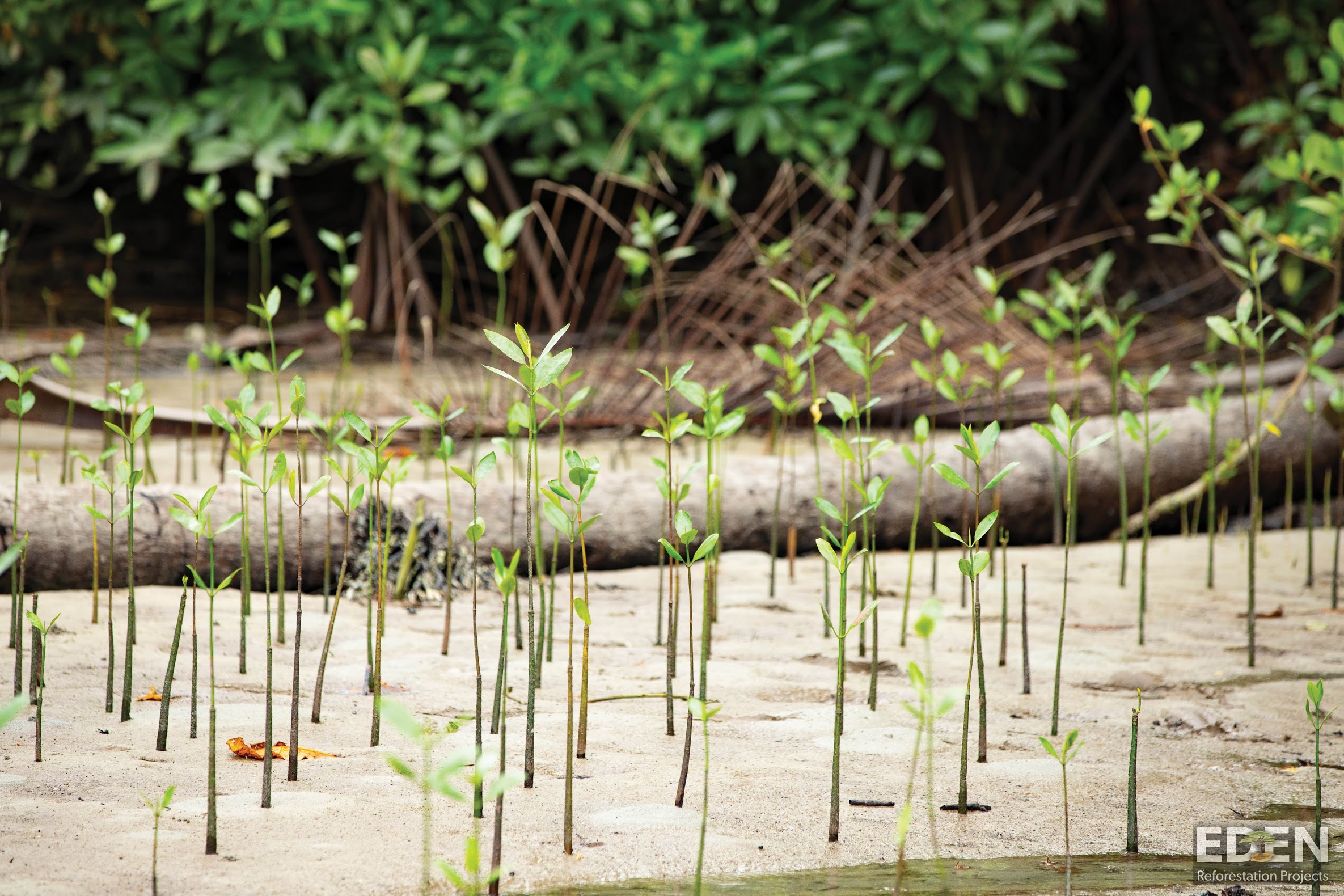 Indo Mangroves_W.jpg