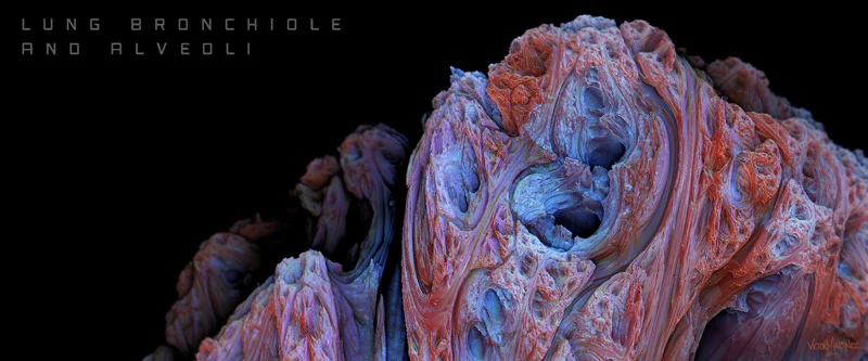 FractalStudies_LungBronchioleAlveoli_v01_vm.jpg