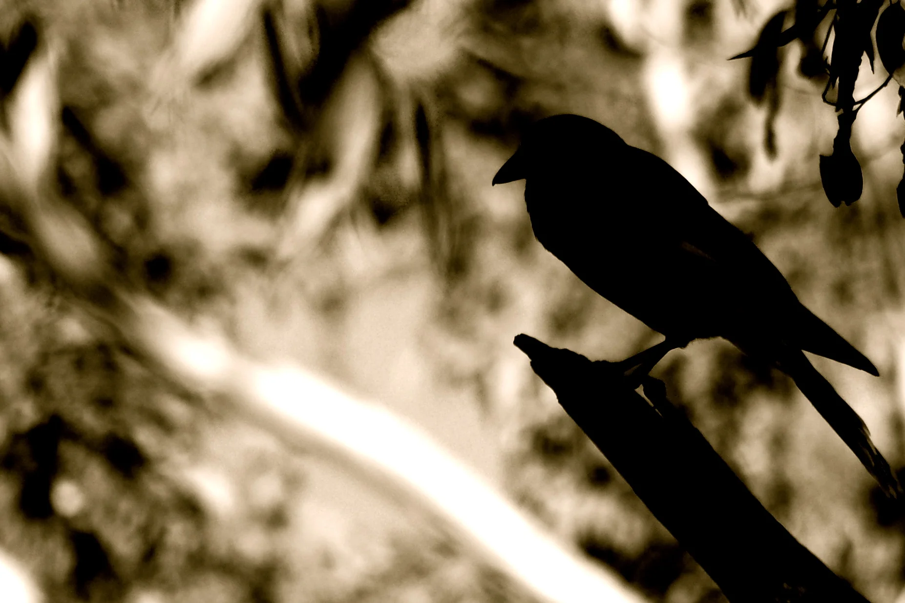 Bird.Blue Mountains