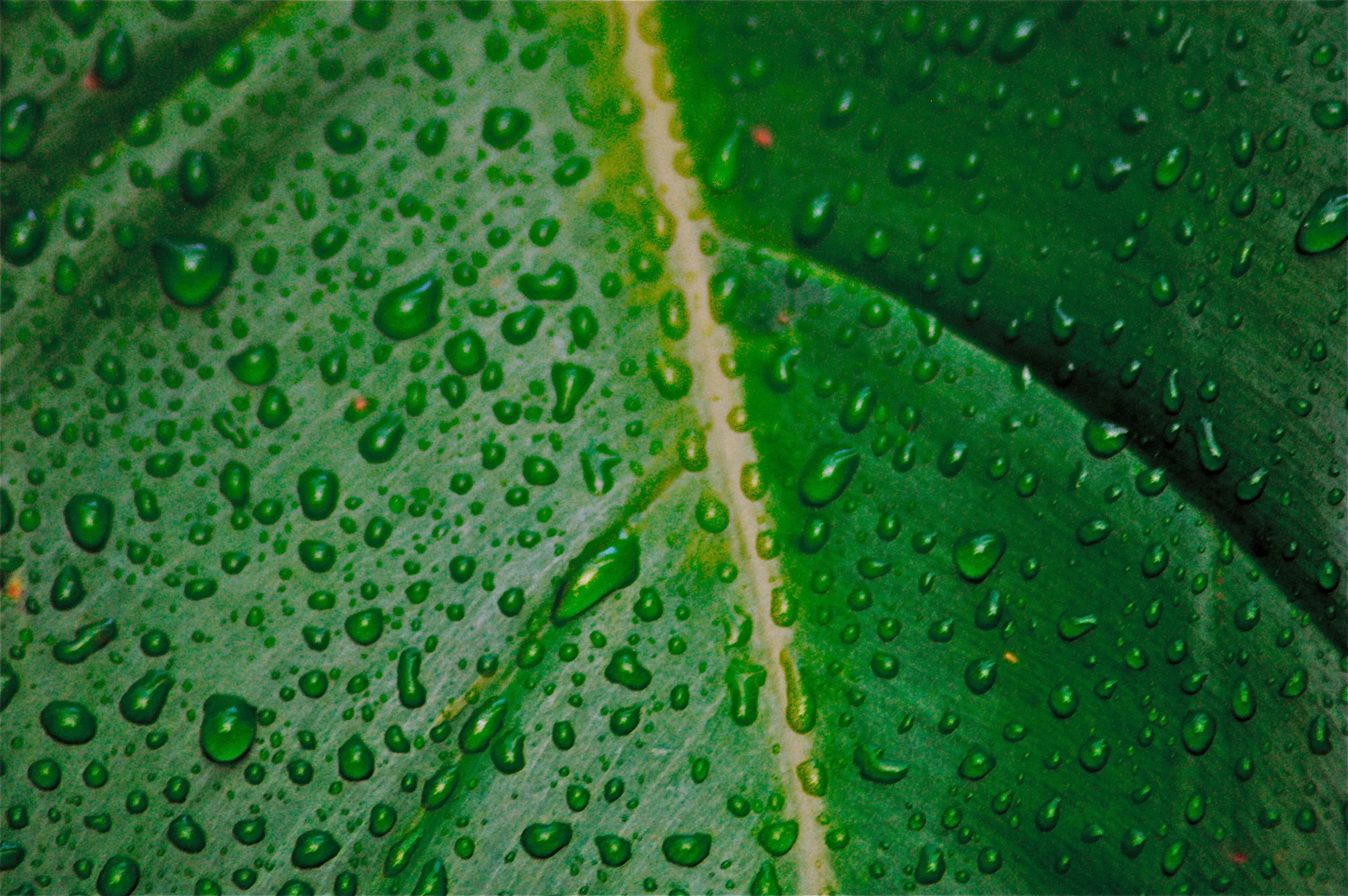Leaf.Australia