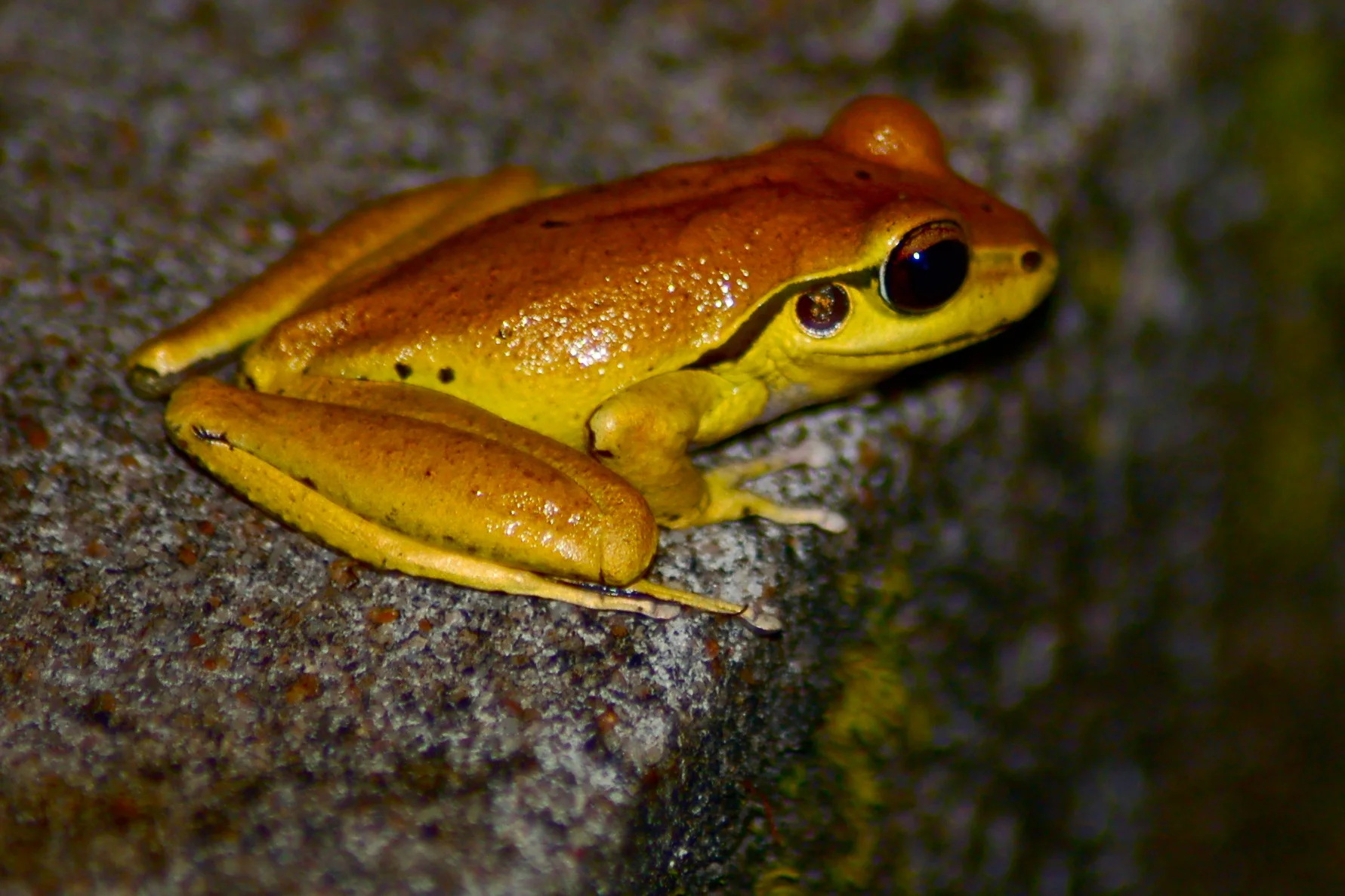 Frog.Jungle house