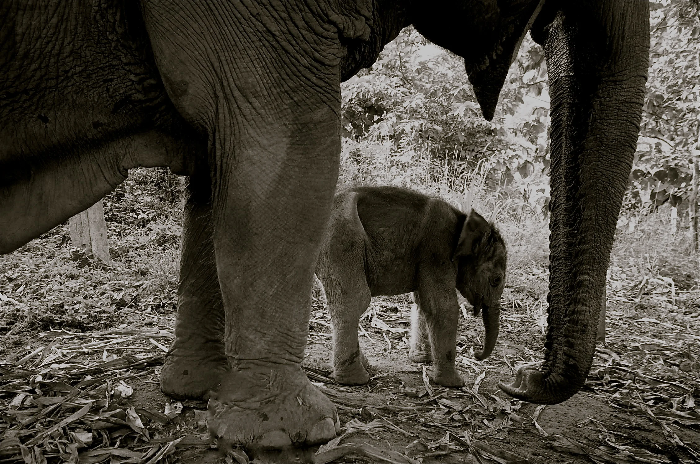 Elephants.Thailand