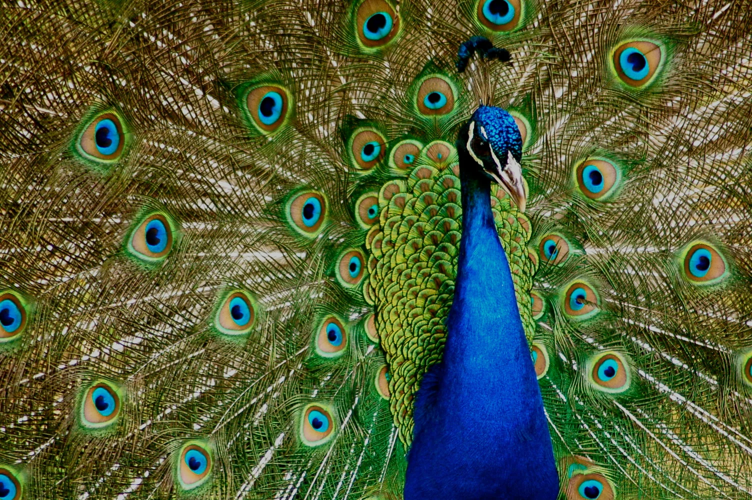 Peacock.UK
