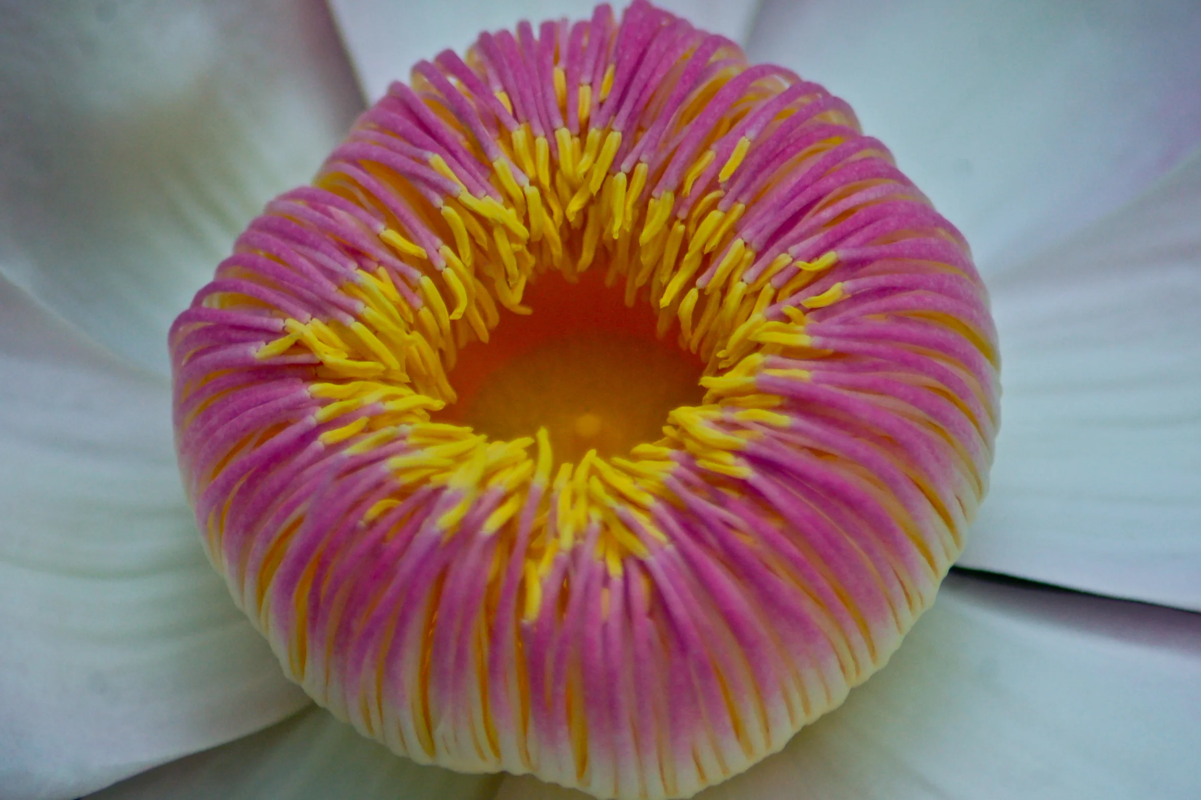 Flower.Jungle