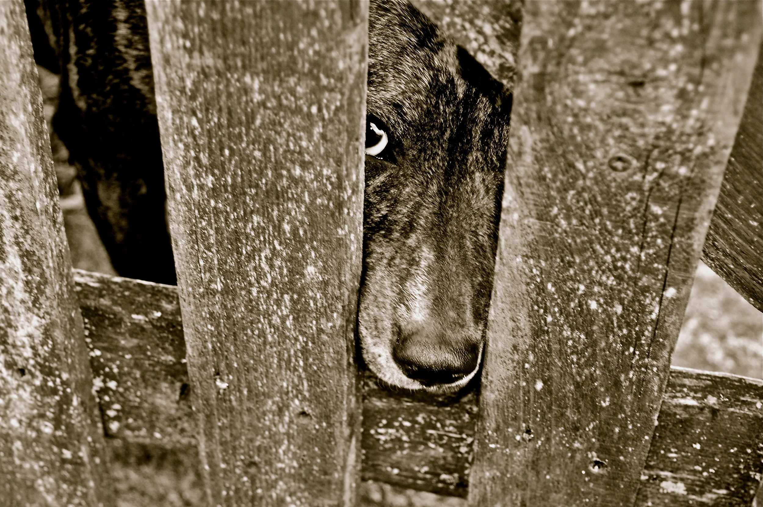 Dog.UK