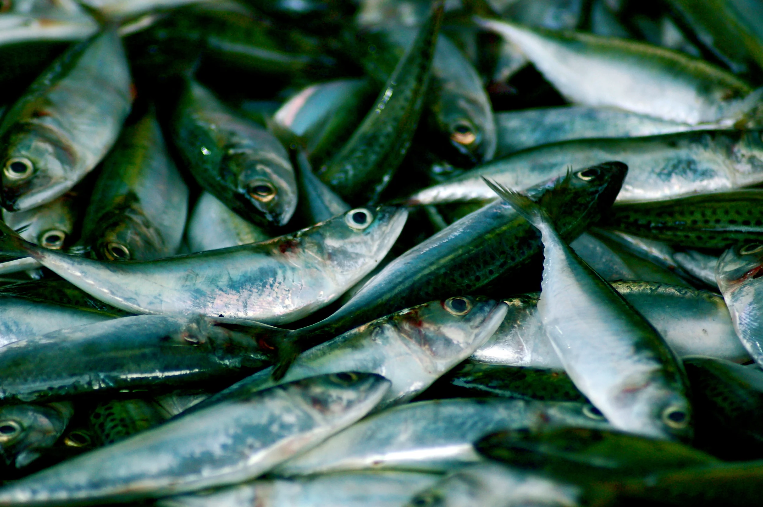 Fish.Laos