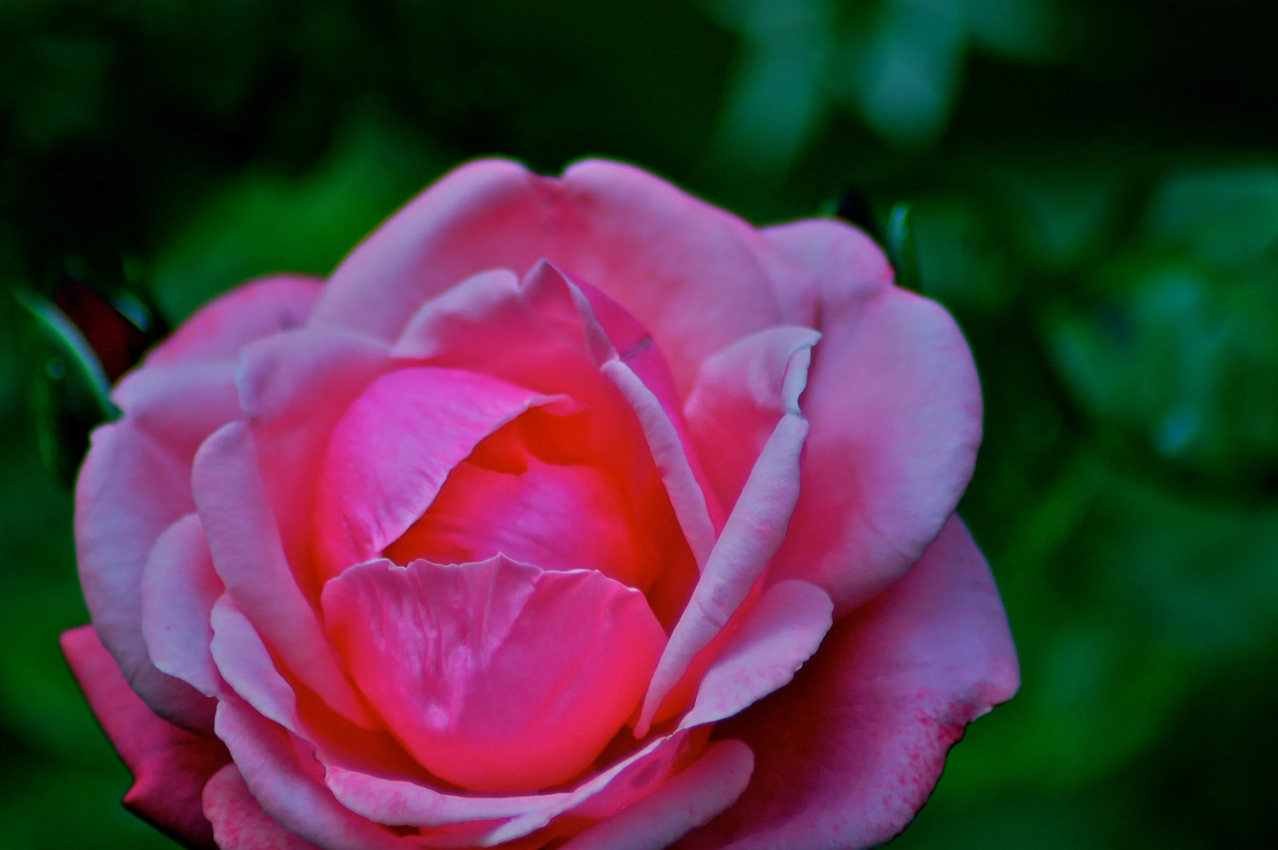 Rose.UK