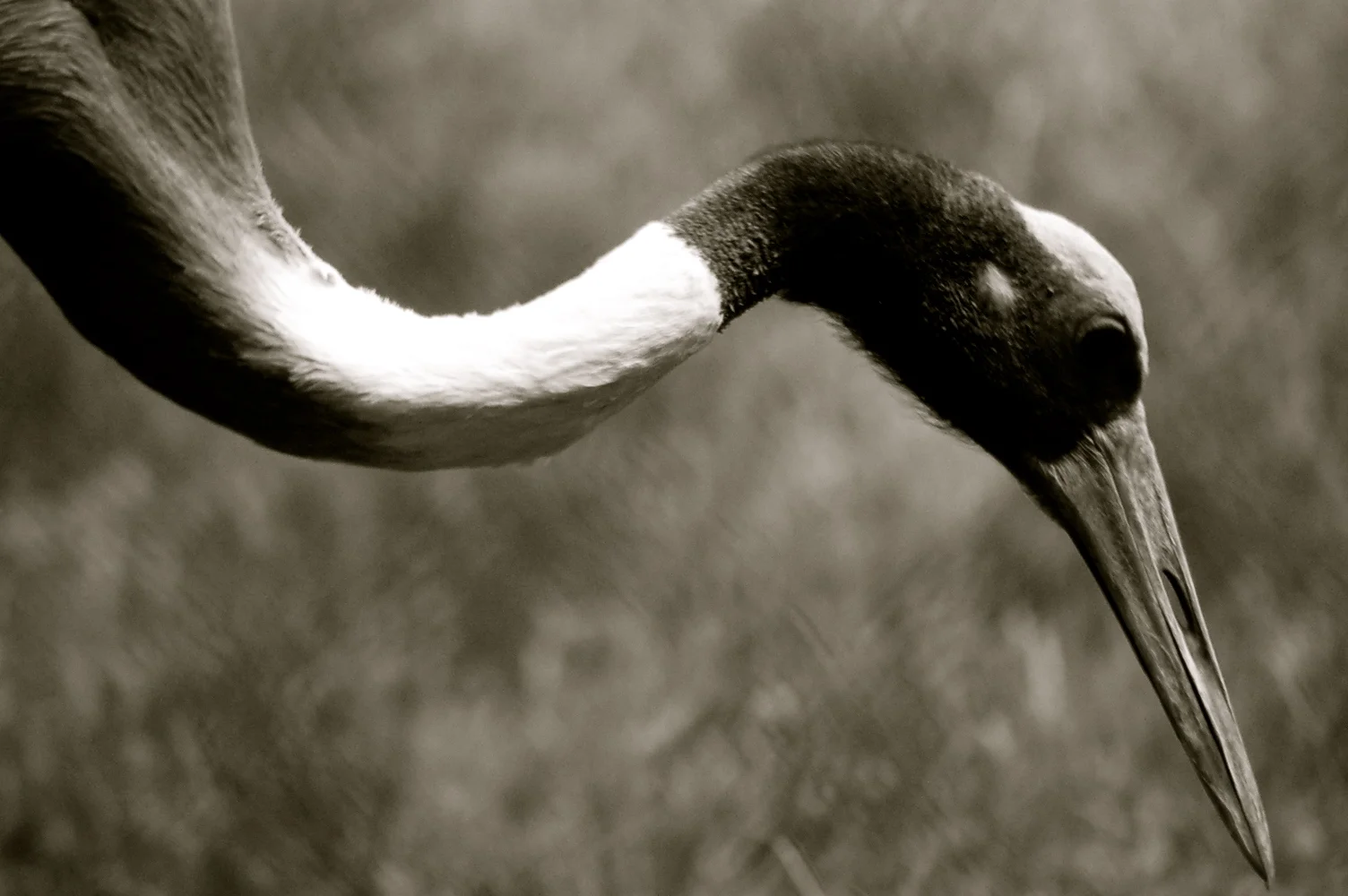 Bird.NZ