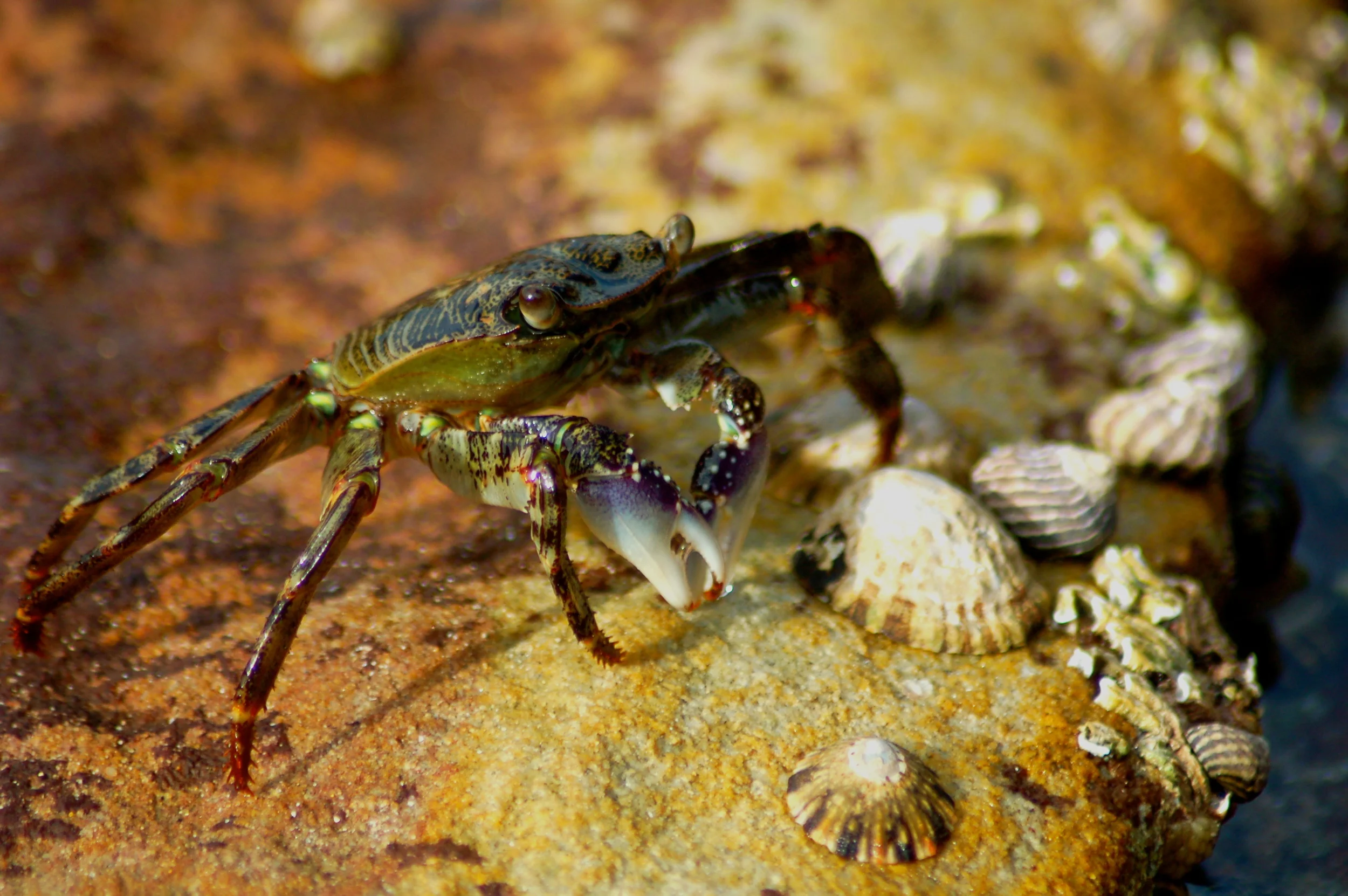Crab.Australia