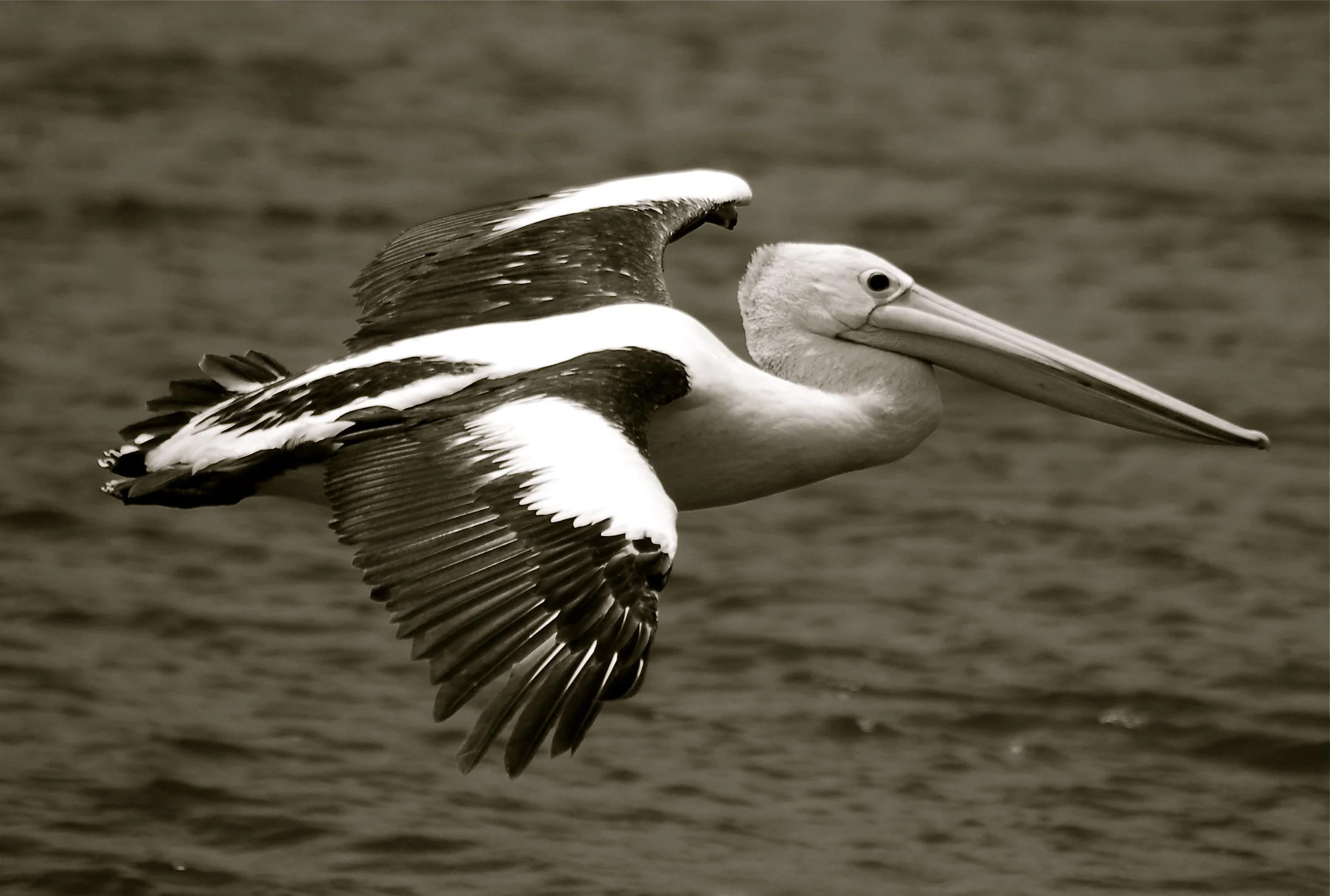 Pelican.Australia