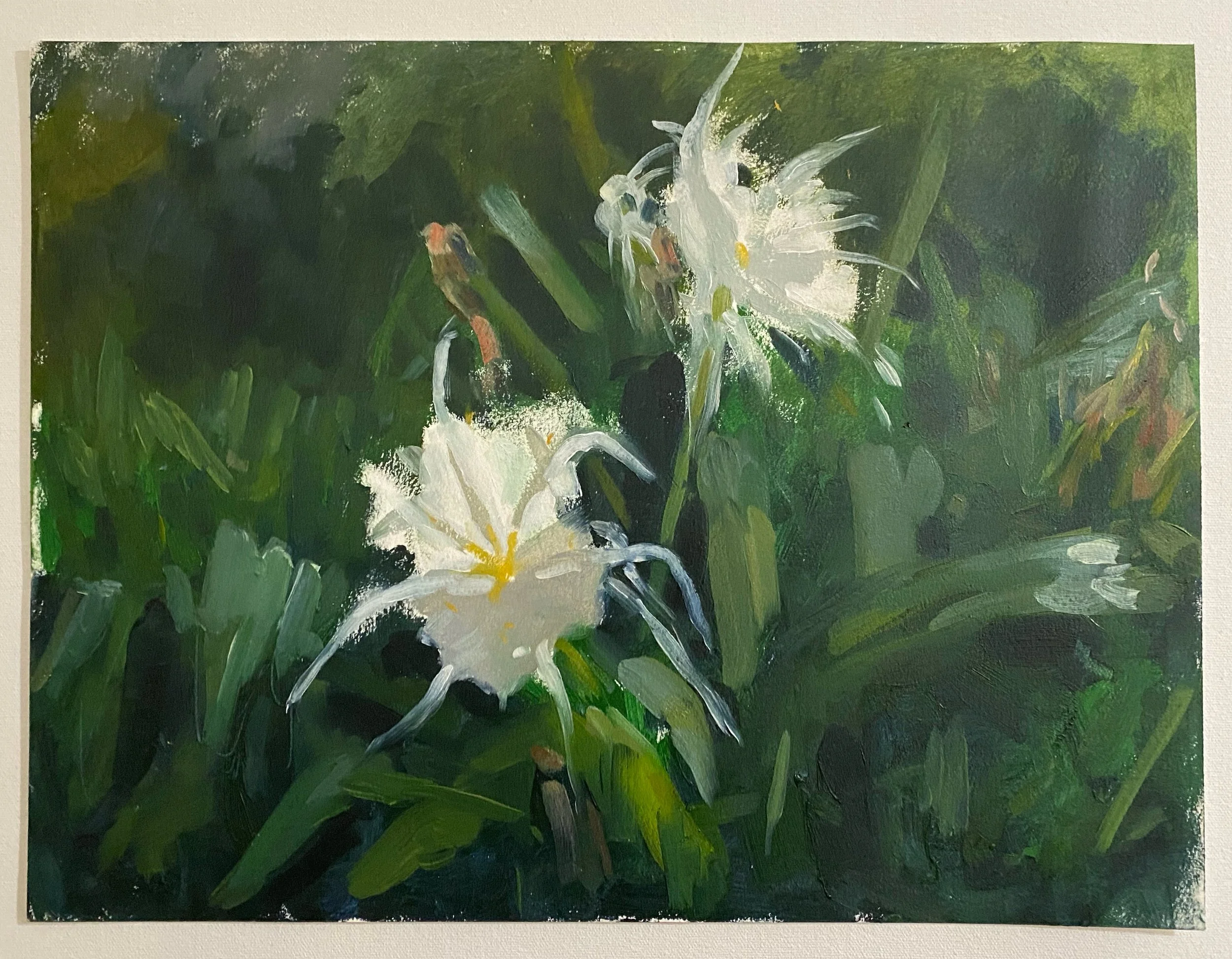 Rocky Shoals Spider Lily 