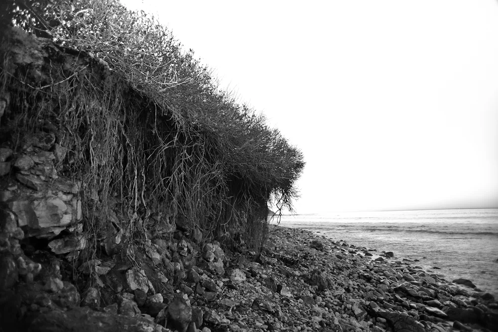Lovely creeping vines. I'm sure to make use of this.