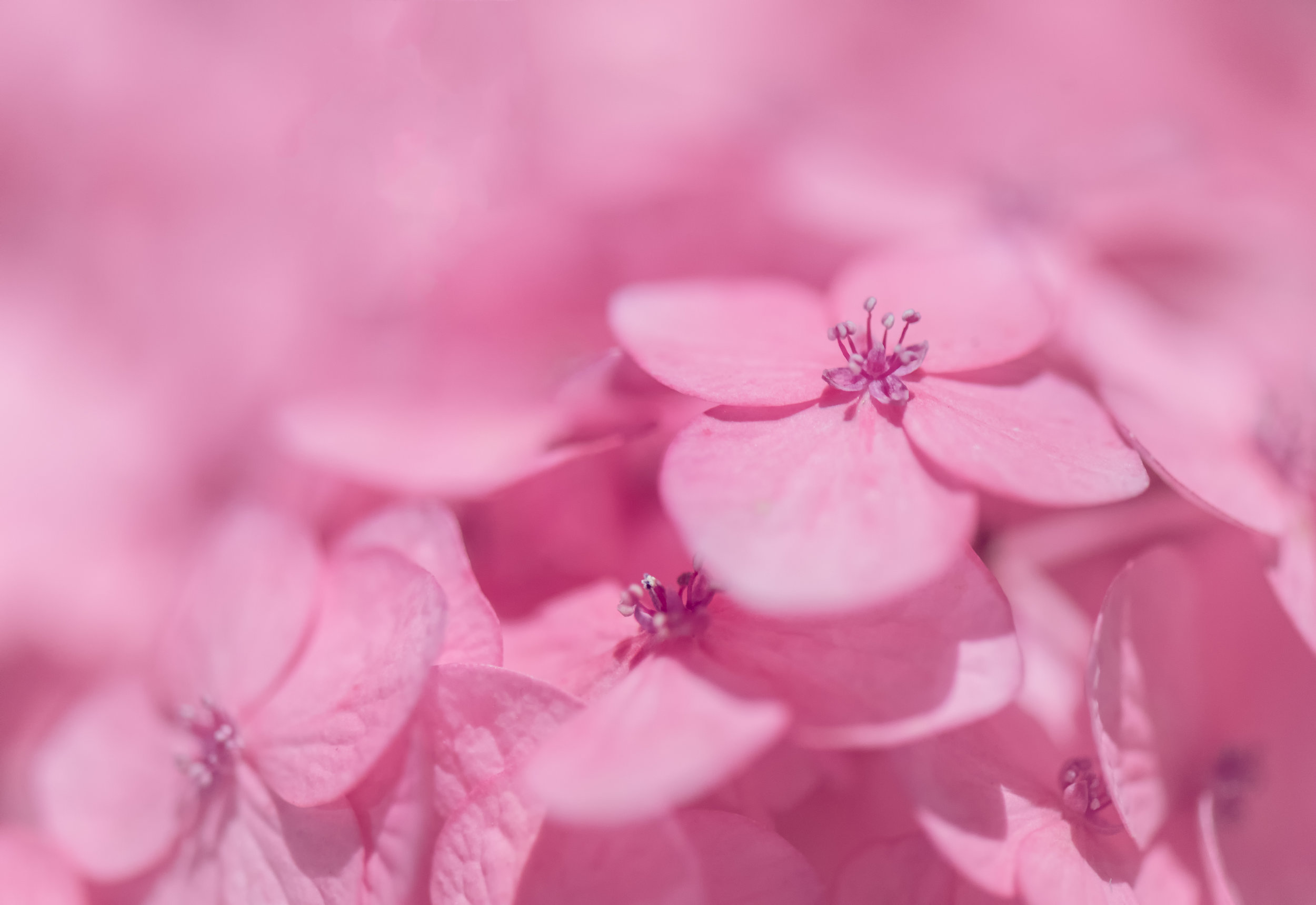 Pink Hydrangea