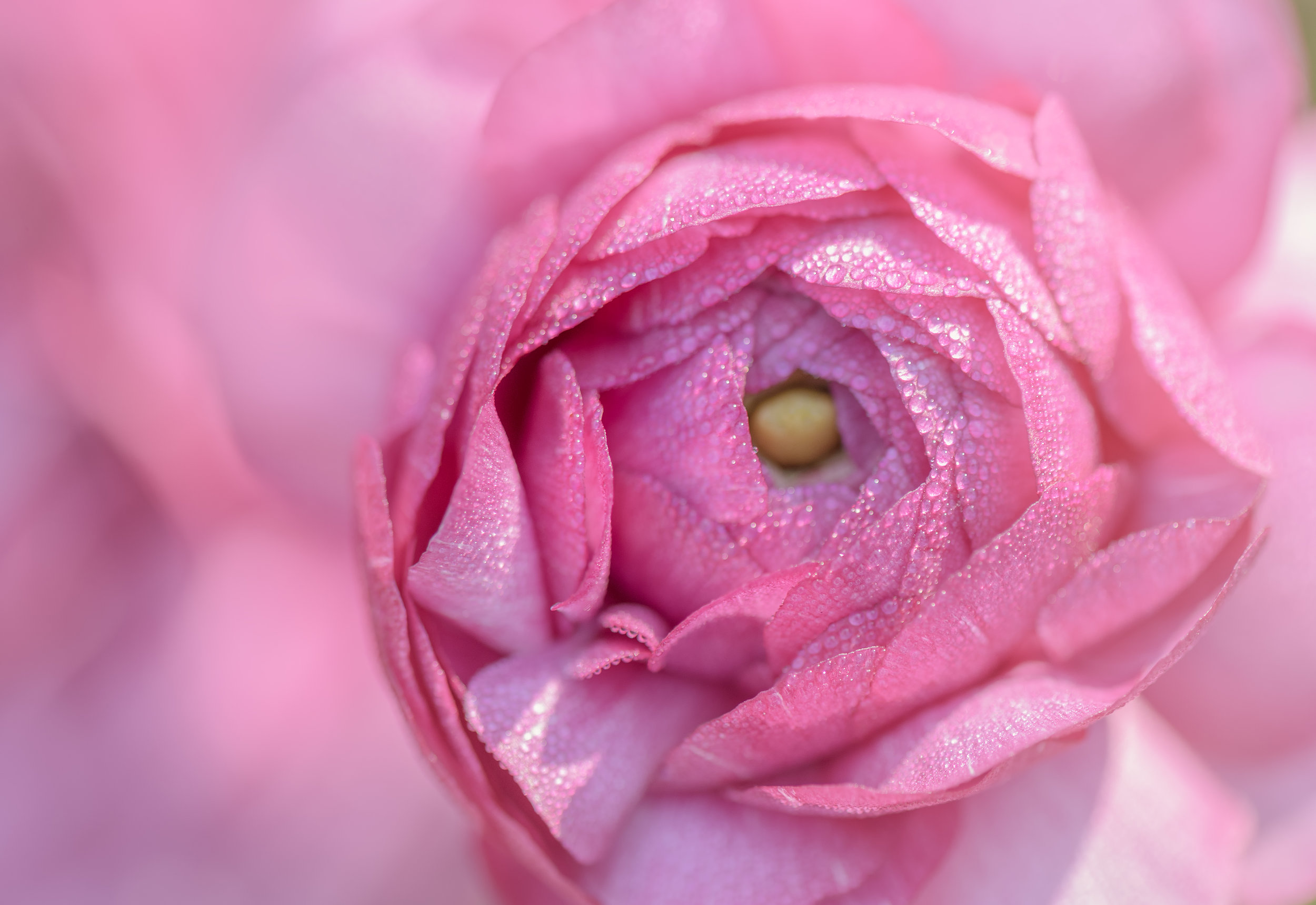 Pink Rannunculus
