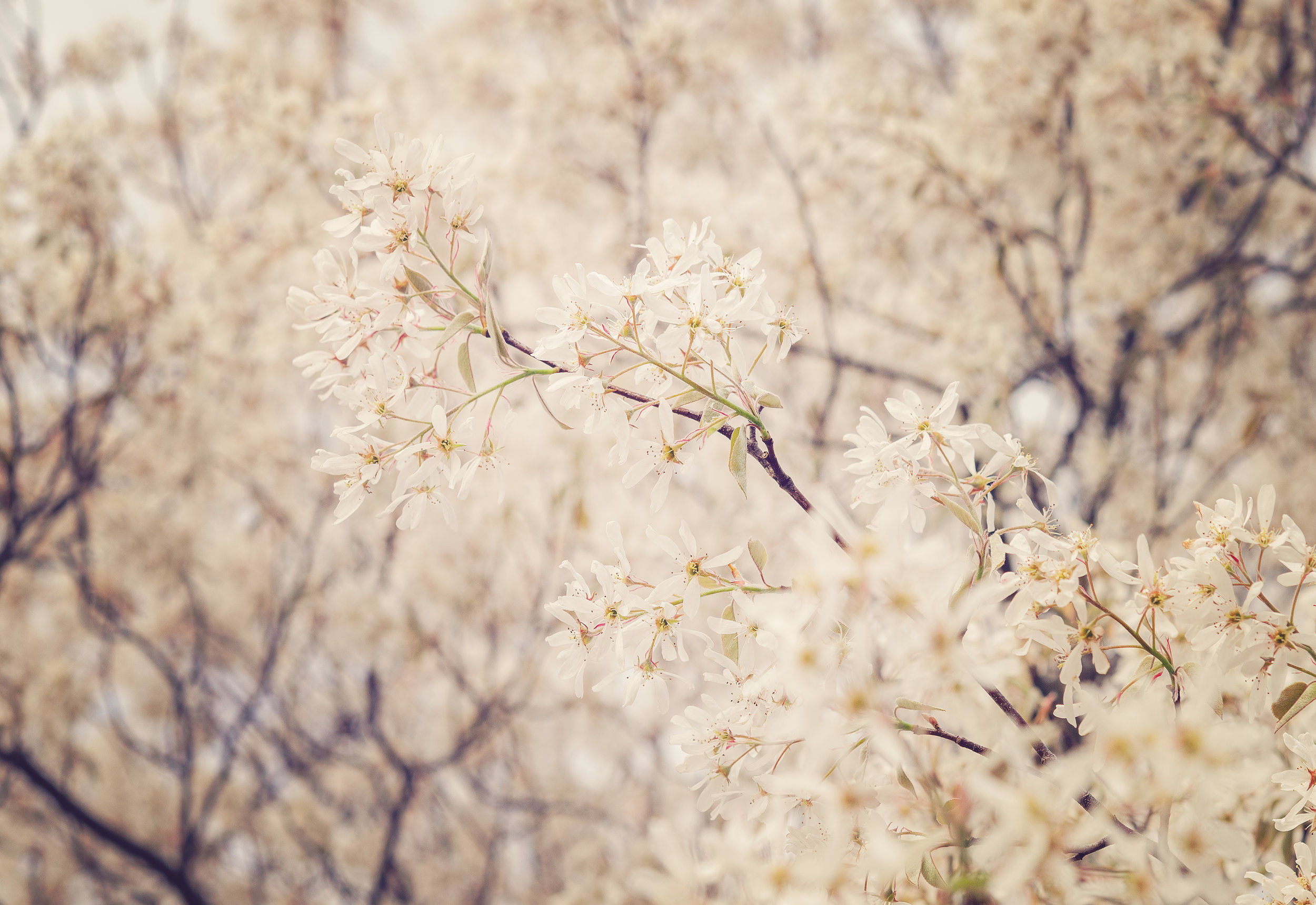 Antique Blossoms
