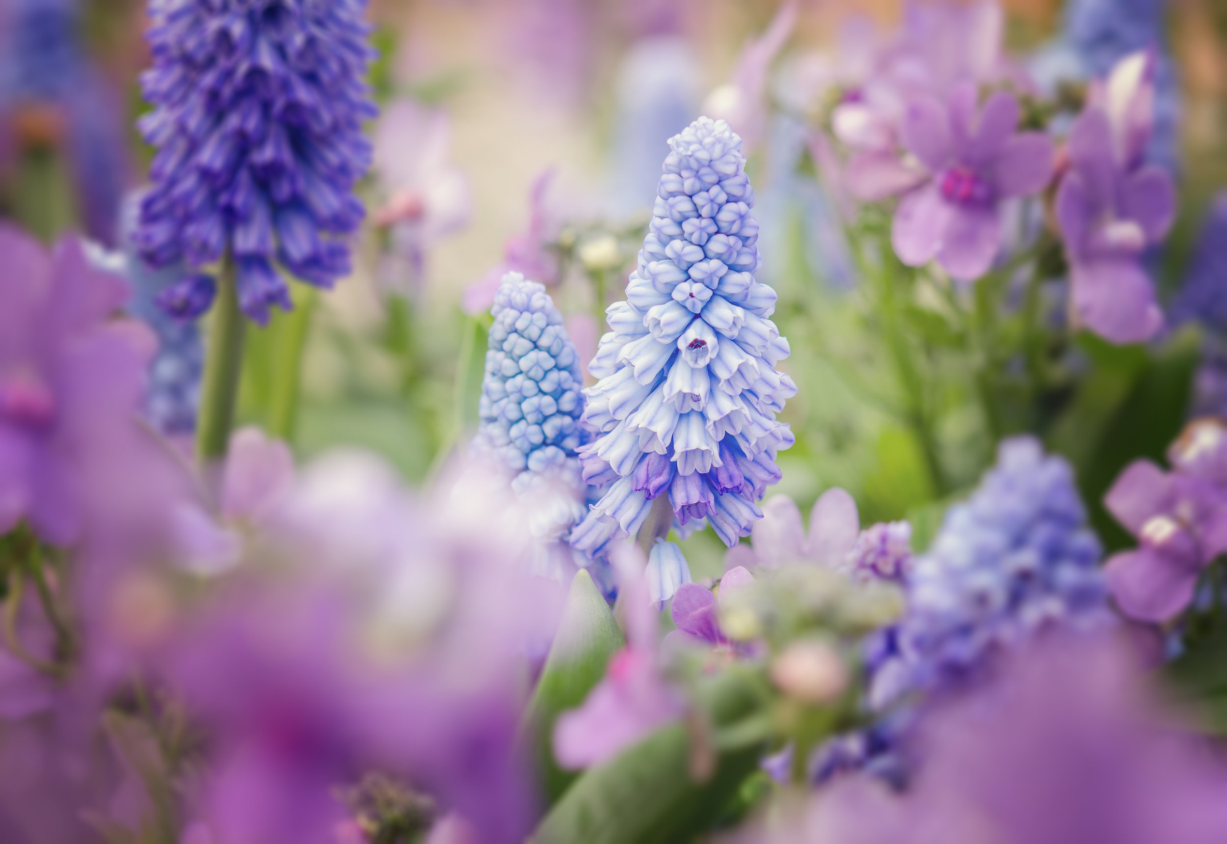 Spring Perfection