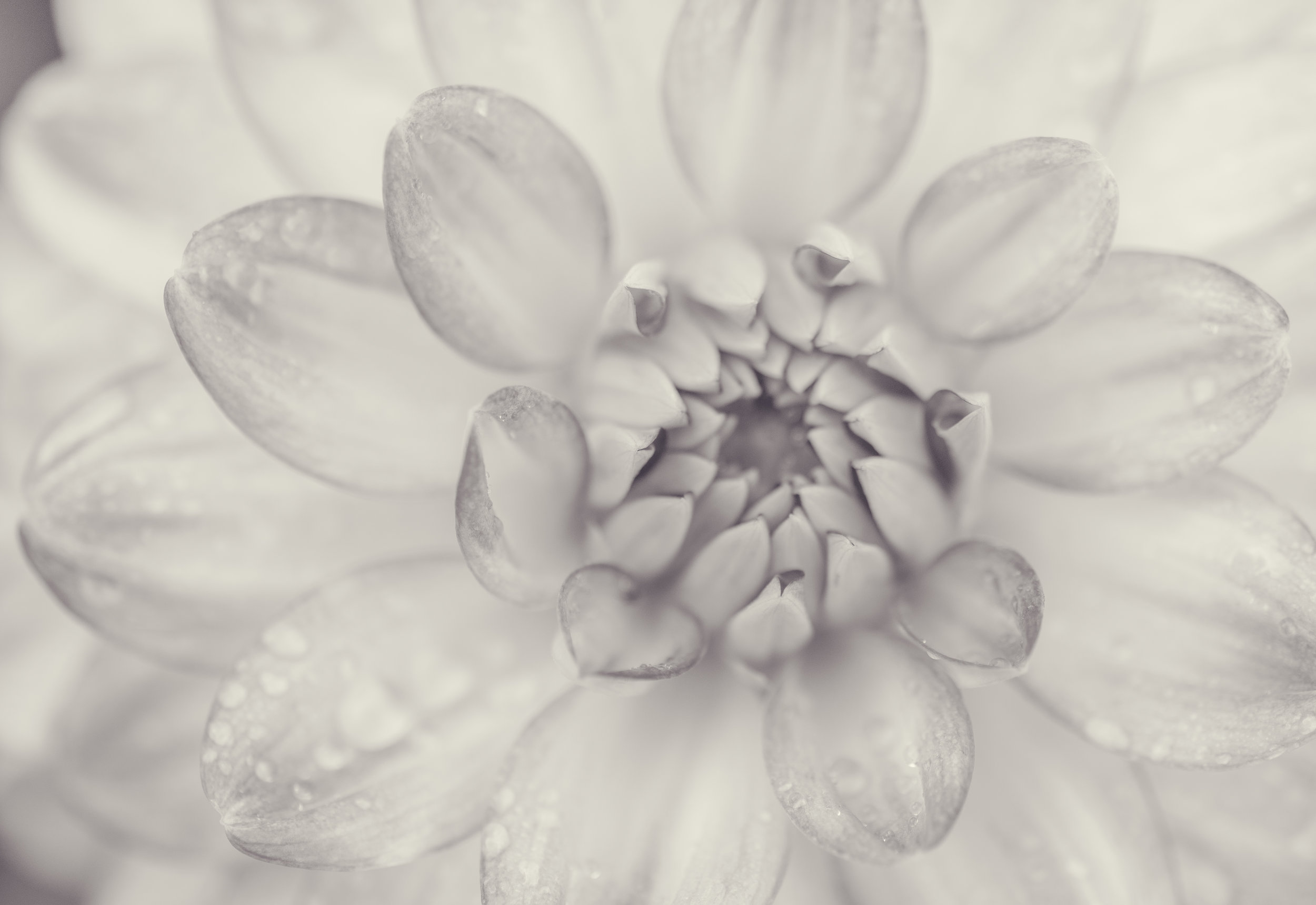 Dahlia Study