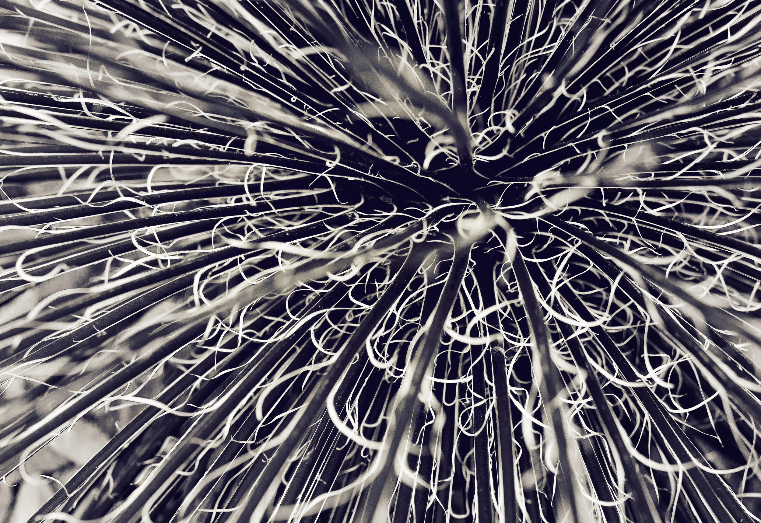Cactus Study I