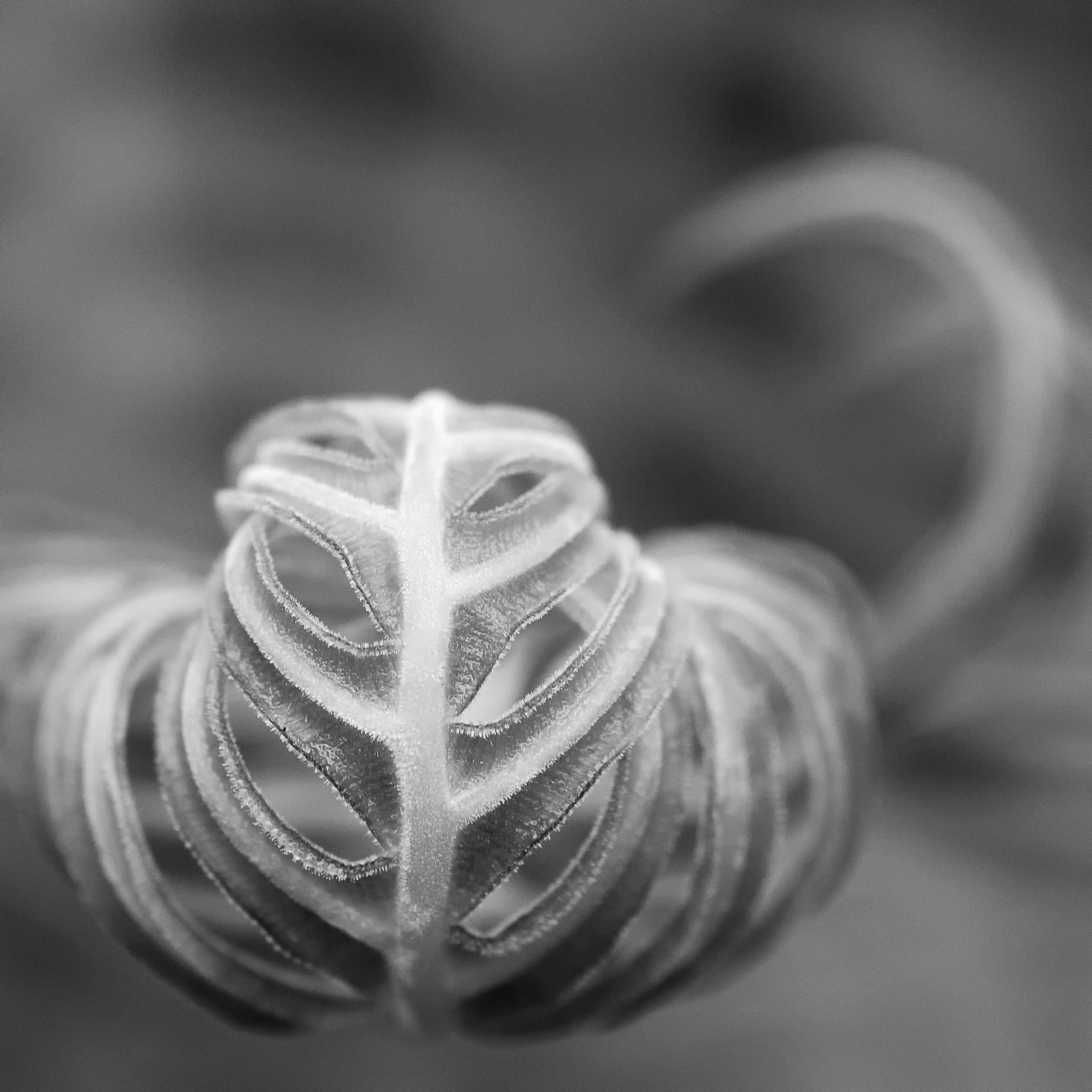 Fern Study I