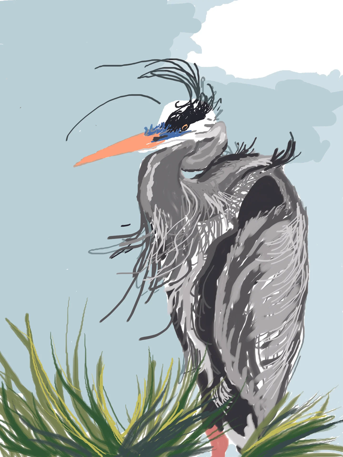Heron Sketch -color