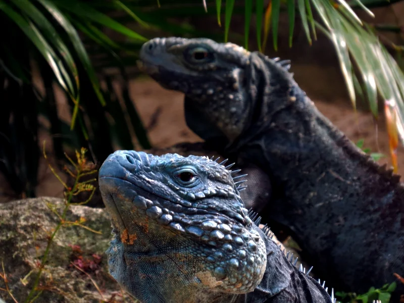 Prehistoric Gaze