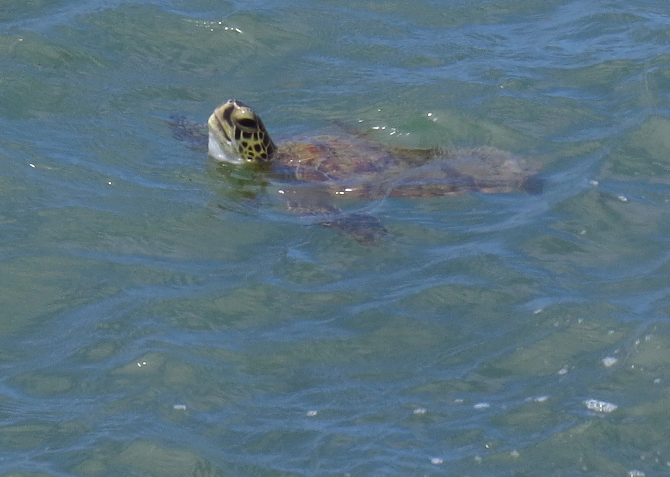 SeaTurtle5x7.jpg