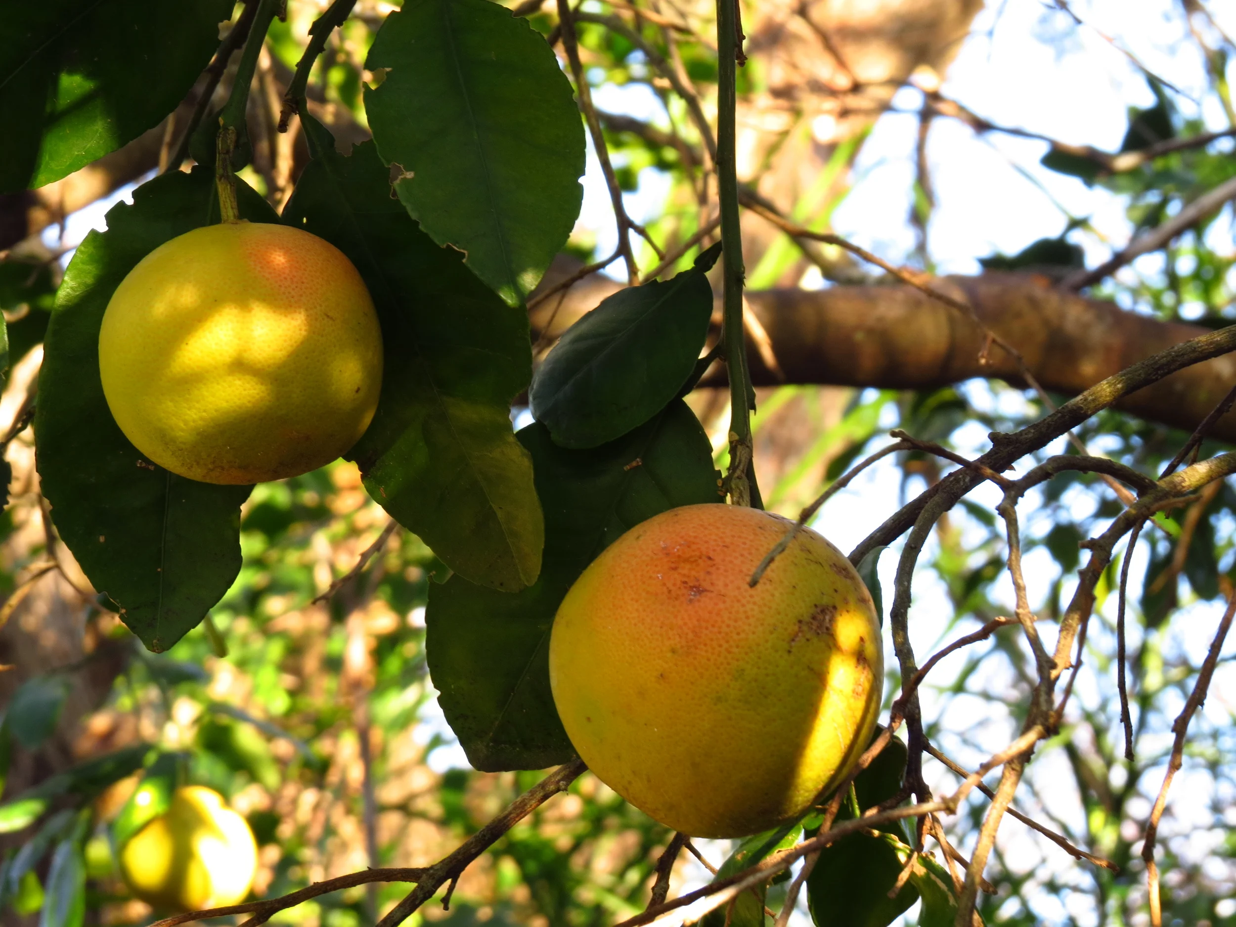 Nadine's Pink Grapefruit