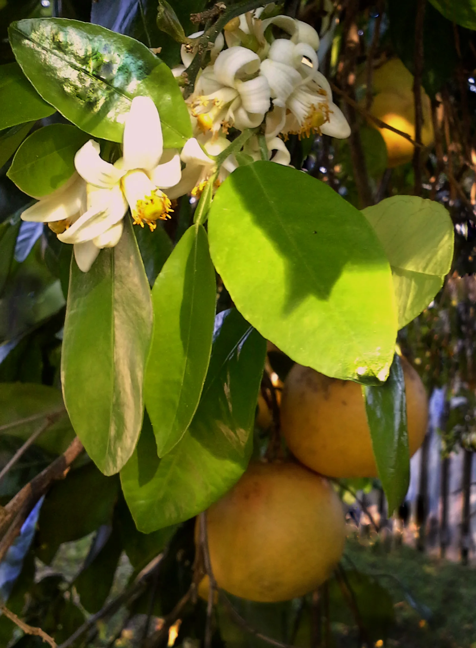 Grapefruit Blossoms